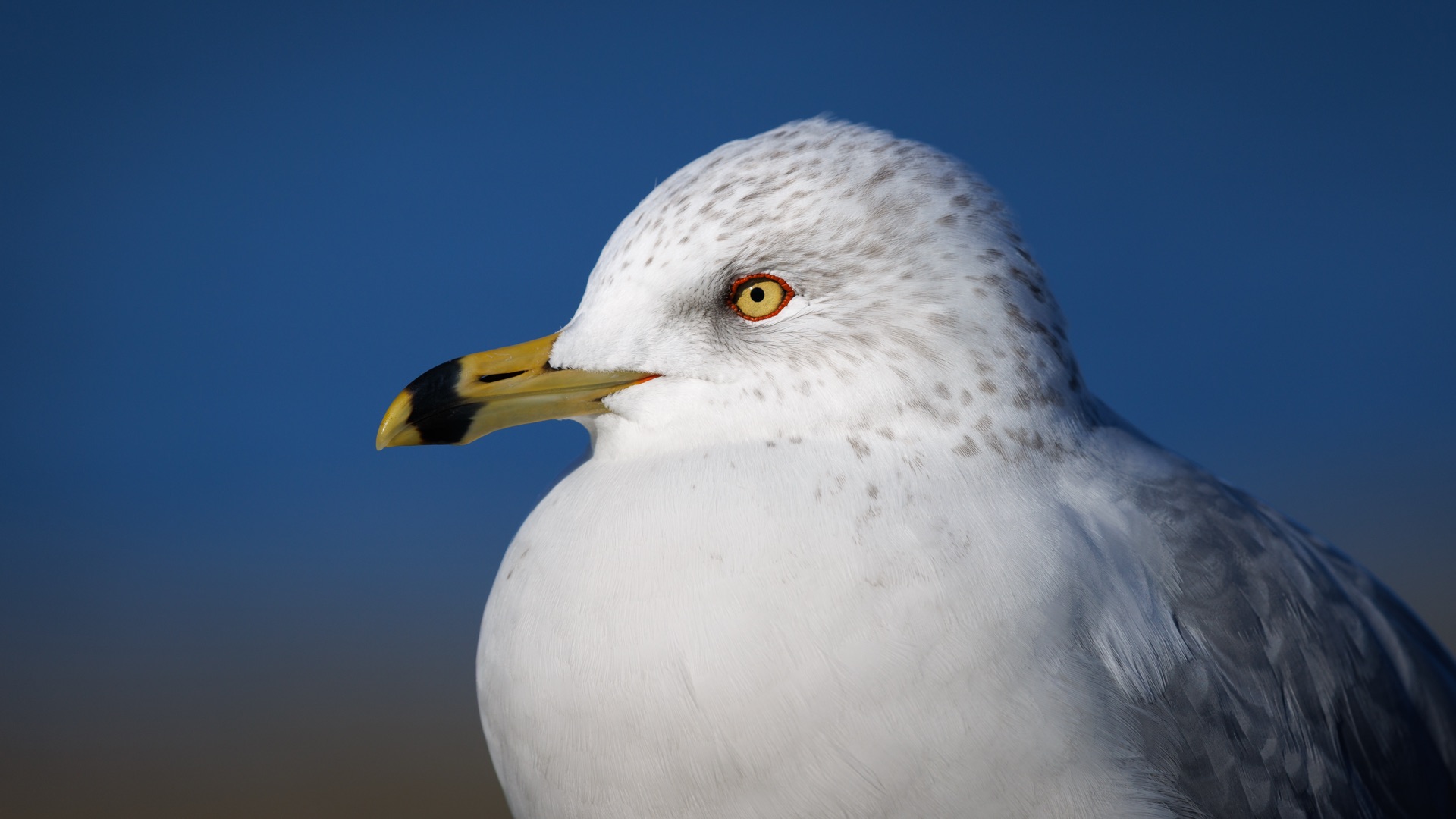 Ring-billed Gull