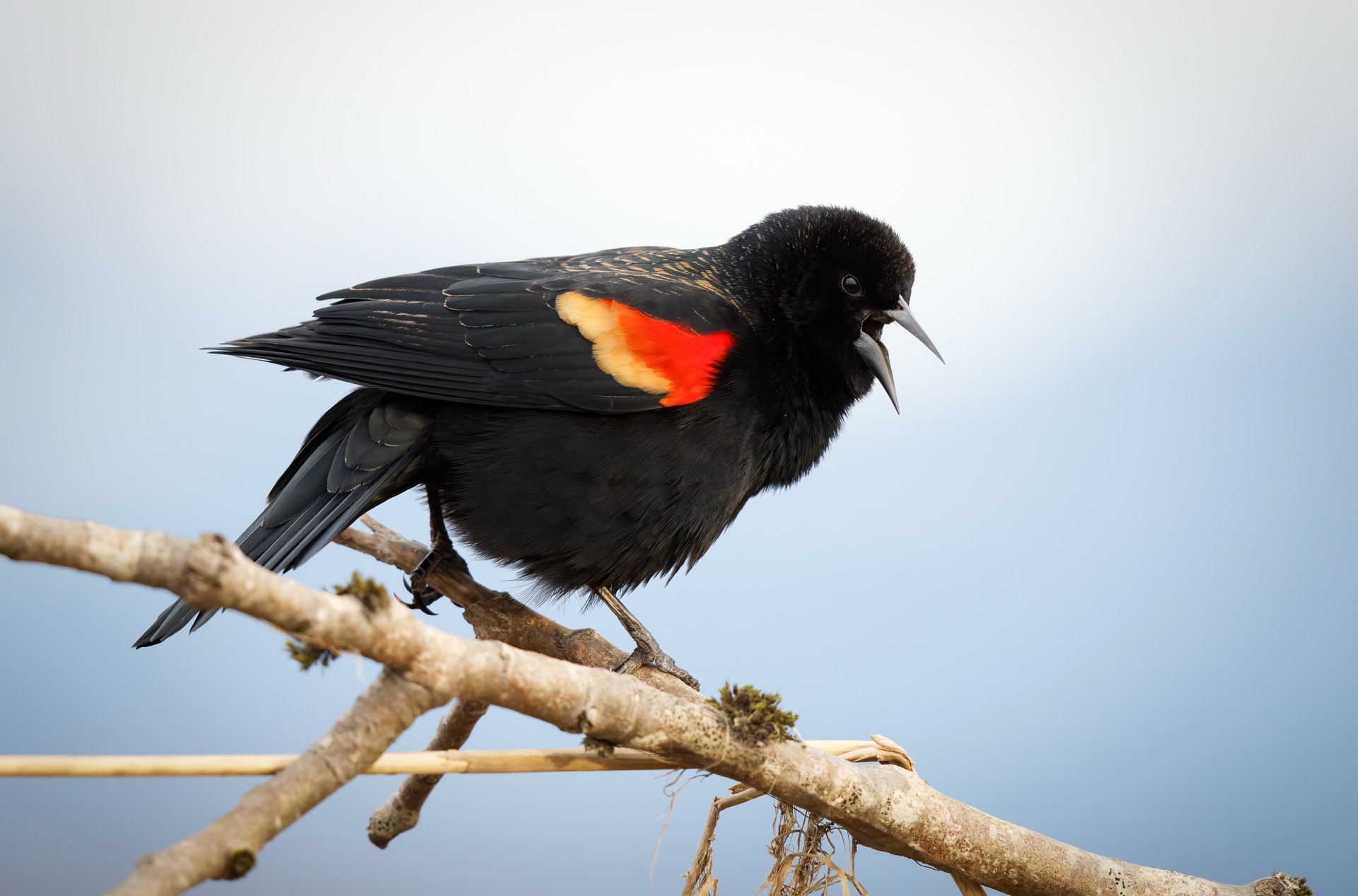 Red-winged Blackbird