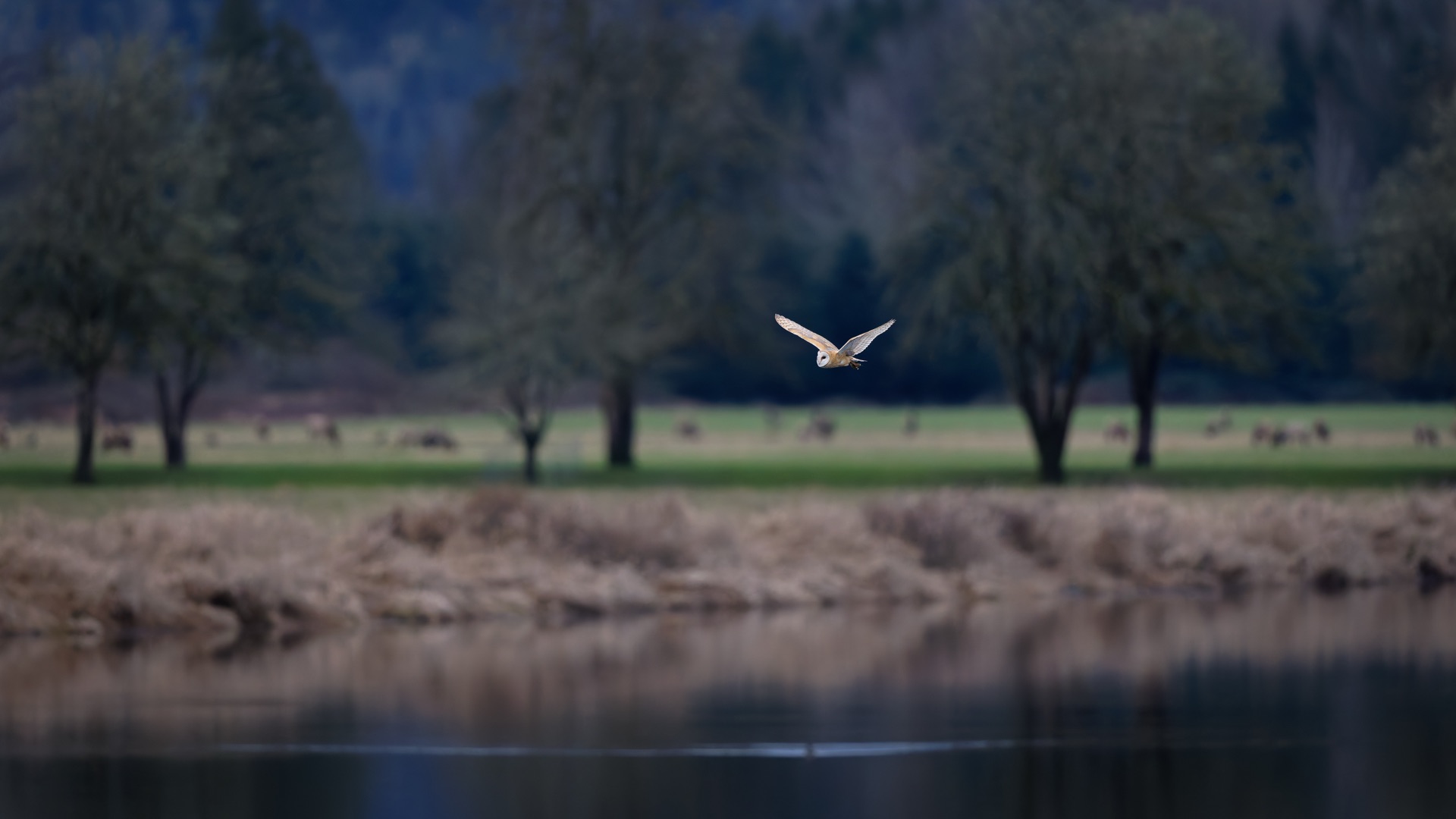 American Barn Owl