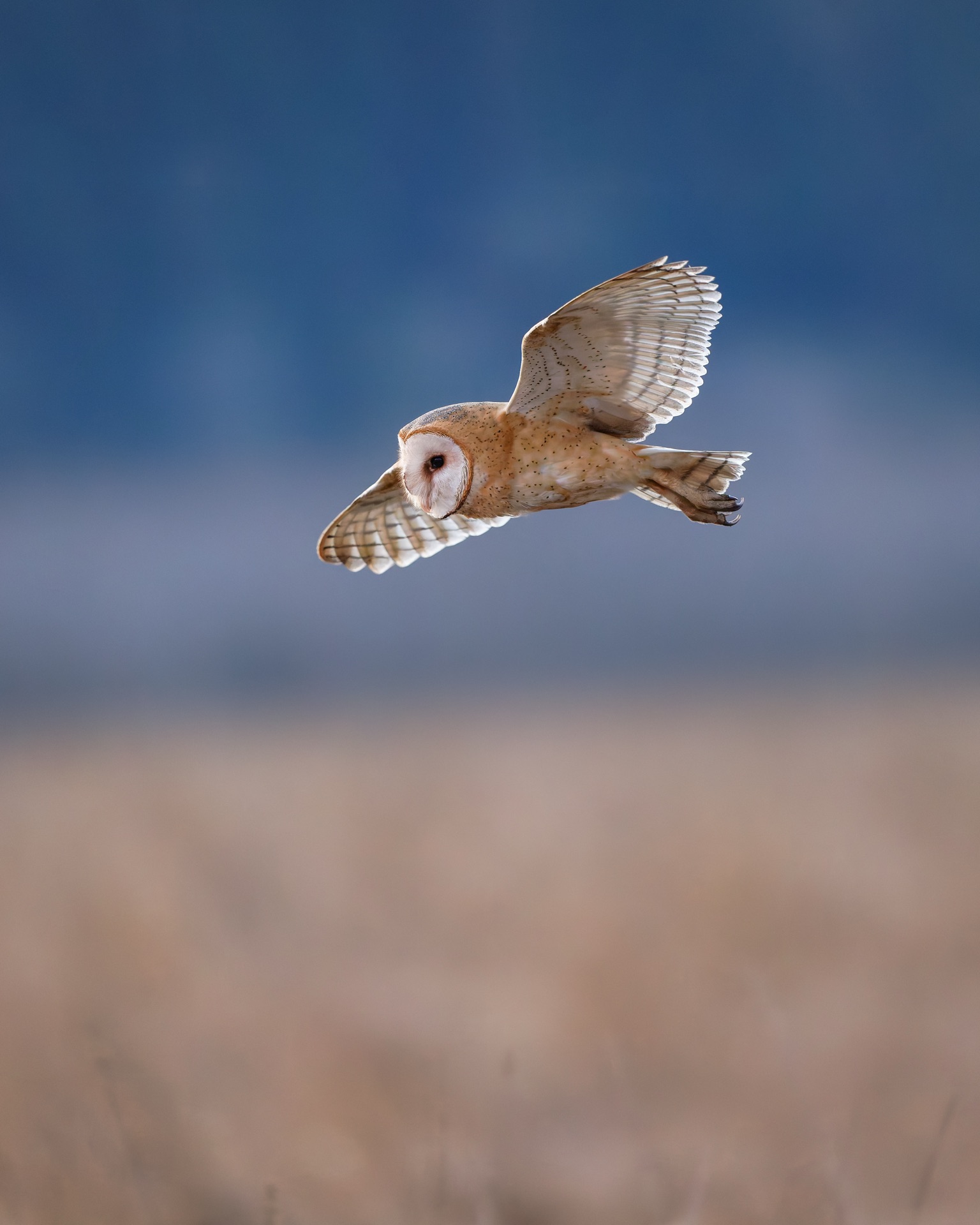 American Barn Owl