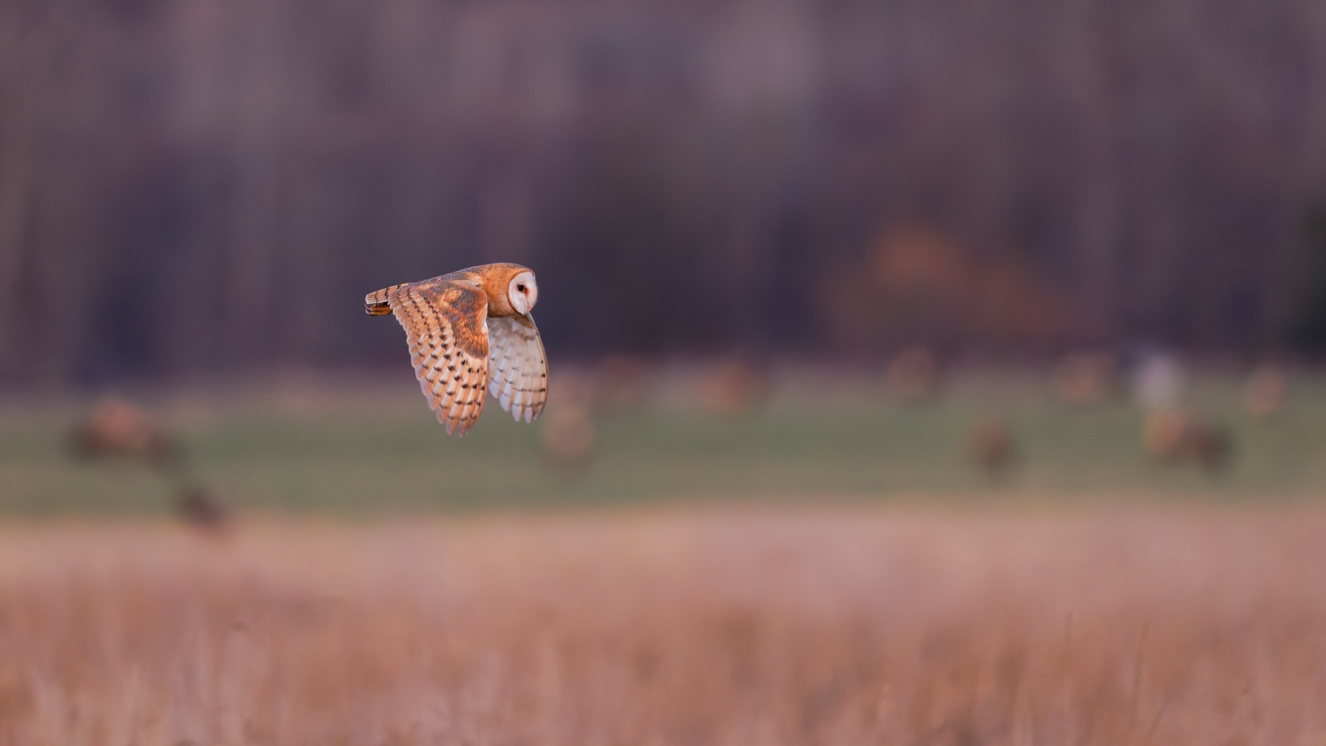 American Barn Owl