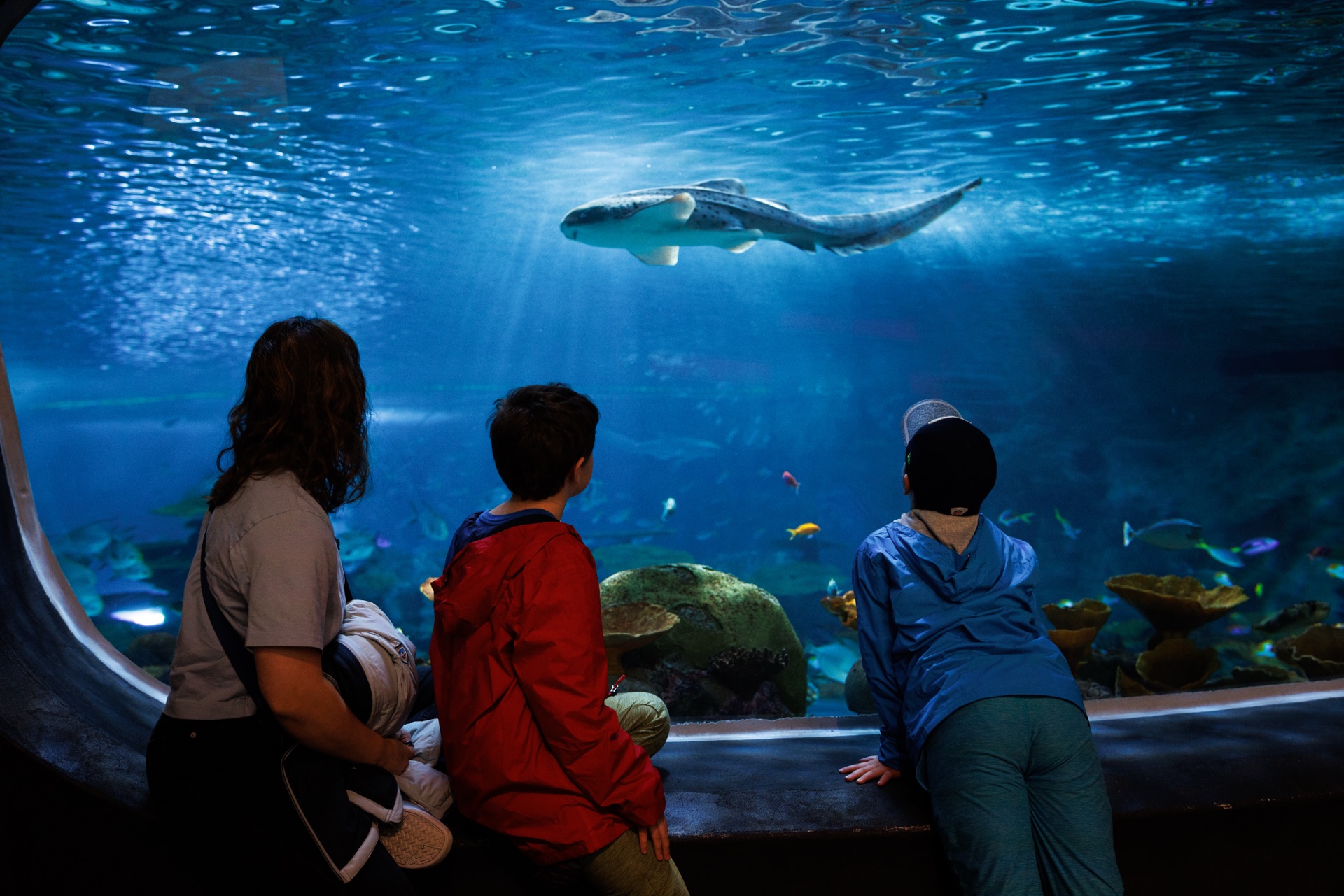 Seattle Aquarium (Day 1500)