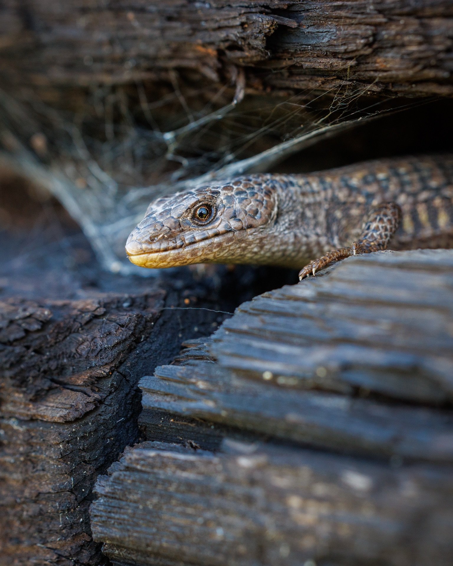 Northern Alligator Lizard