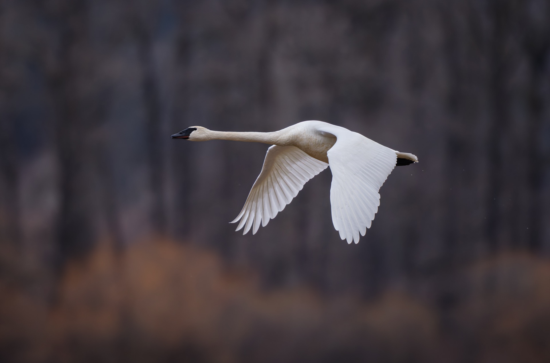 Trumpeter Swan