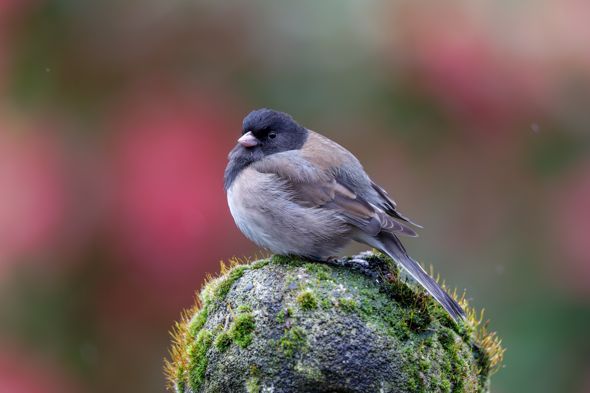 Dark-eyed Junco