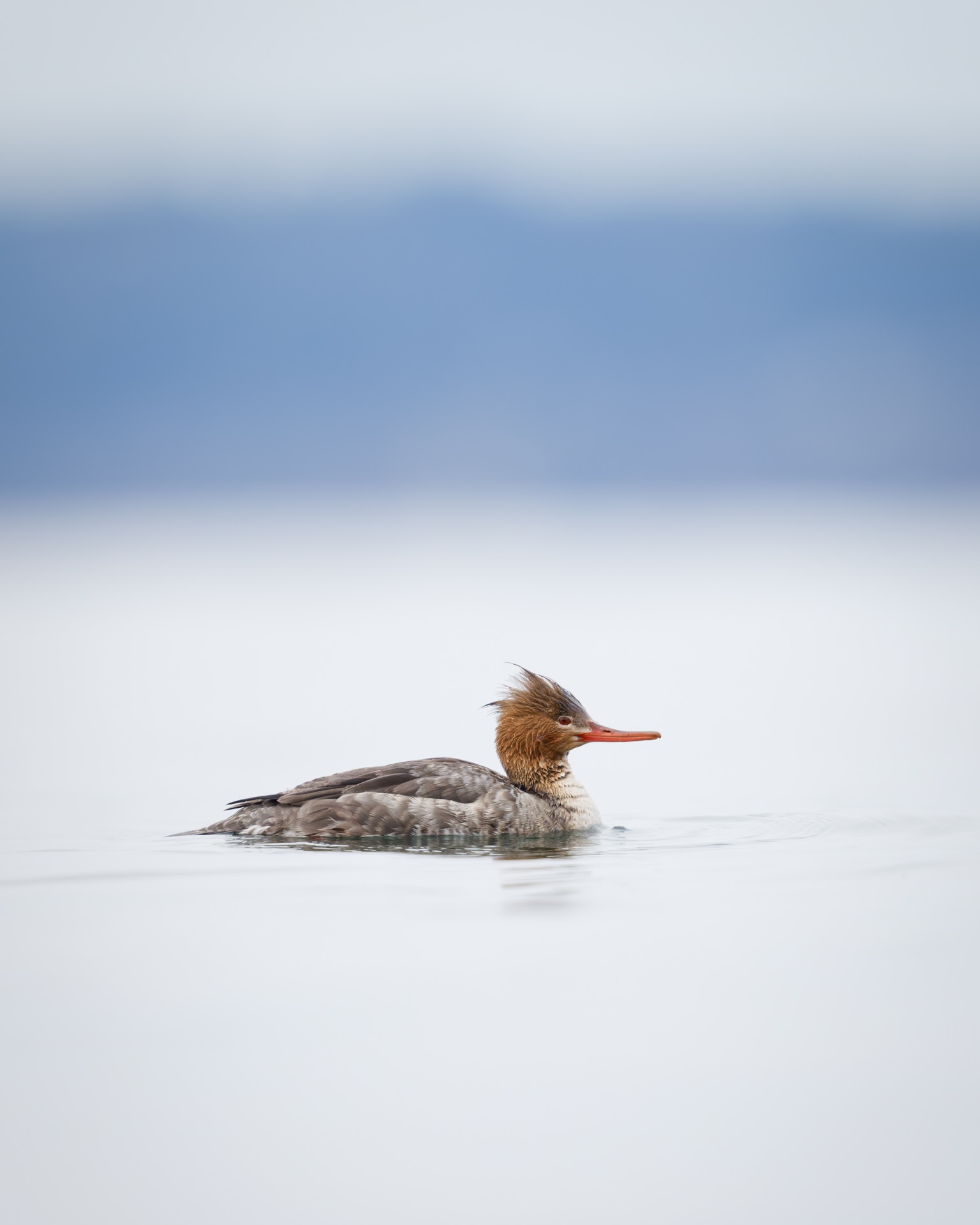 Red-breasted Merganser