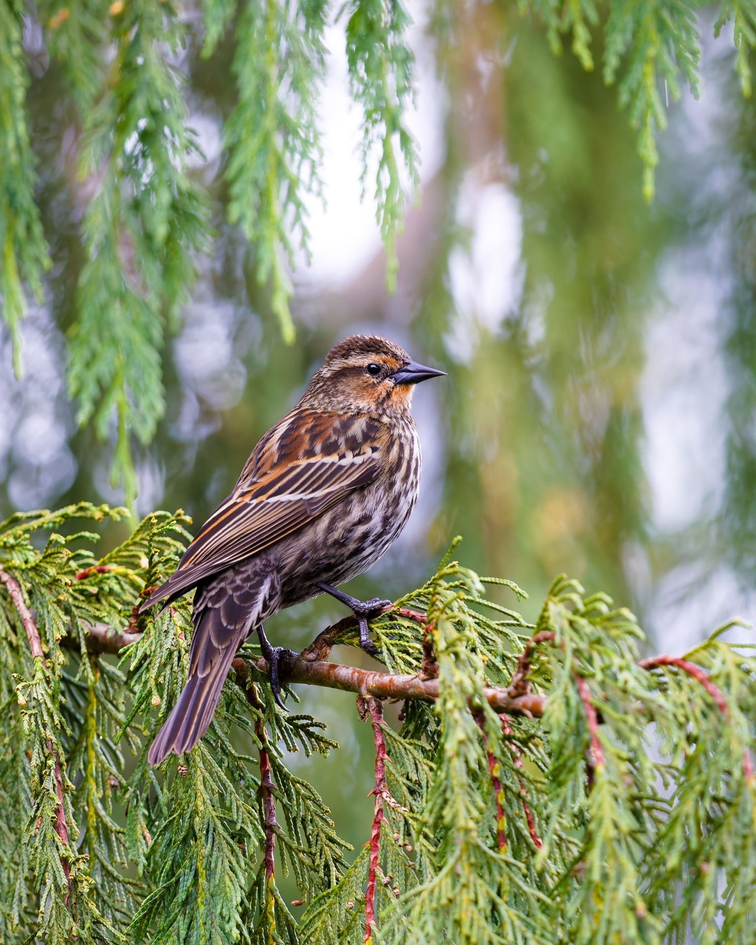 Red-winged Blackbird