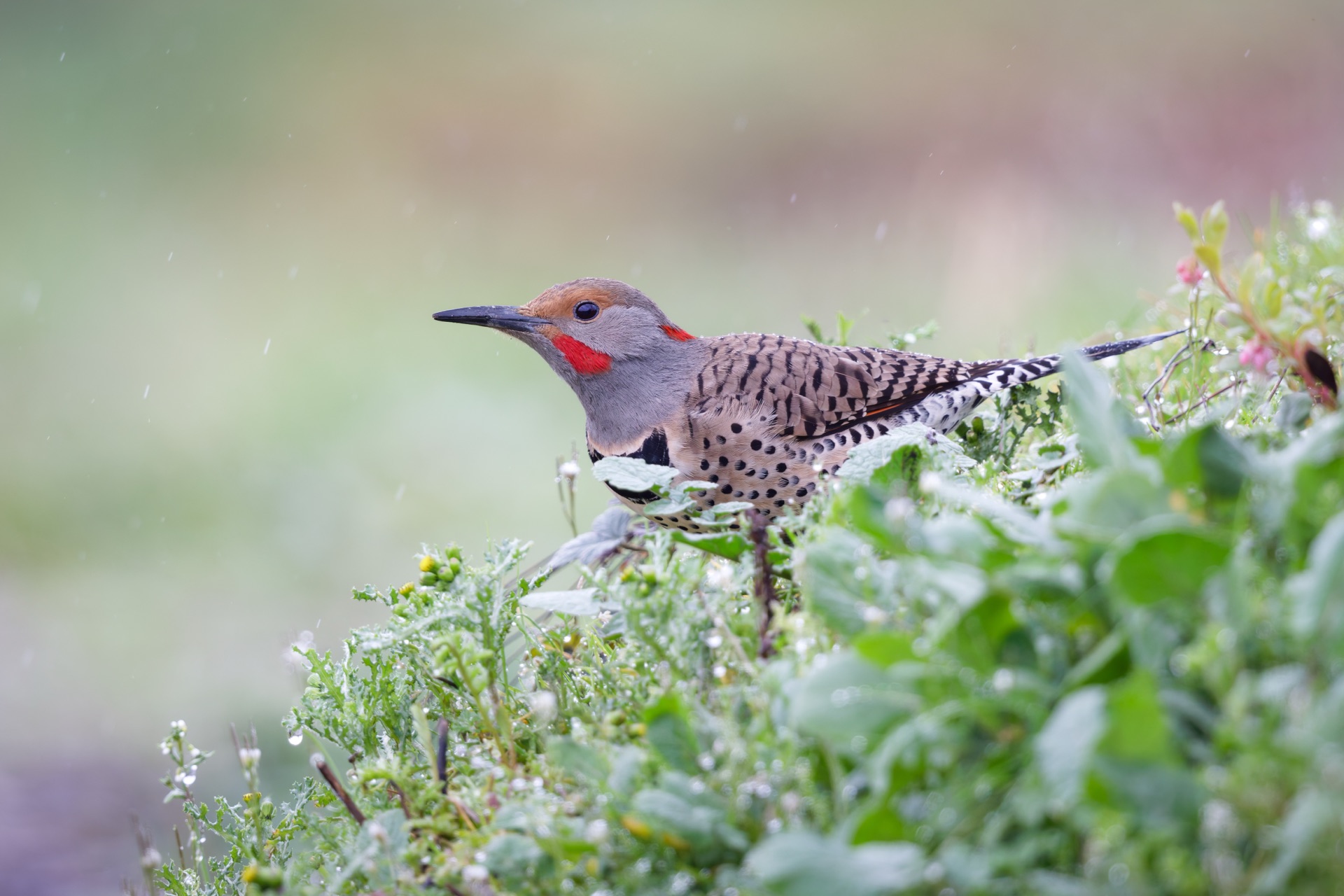 Northern Flicker