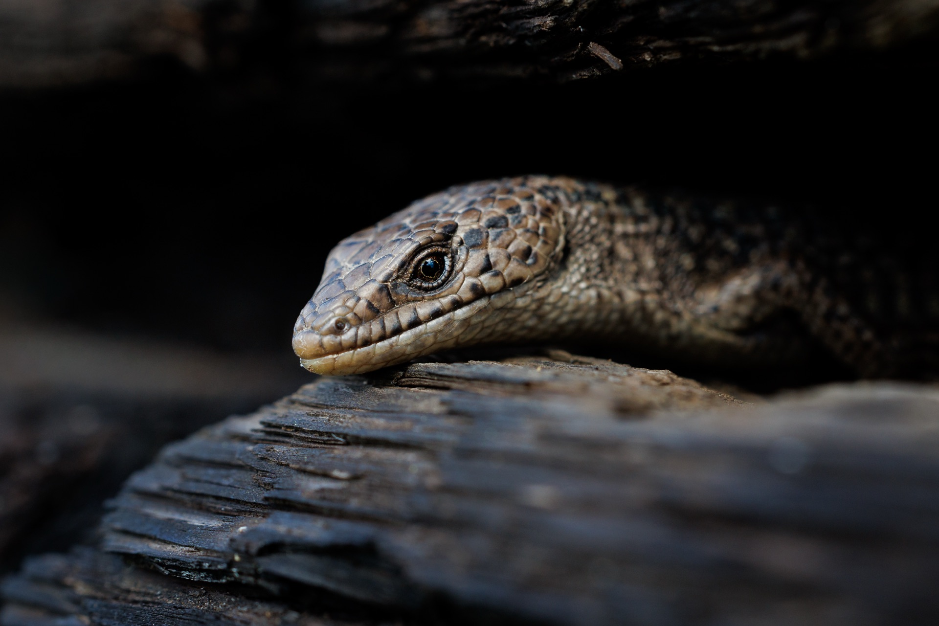 Northern Alligator Lizard