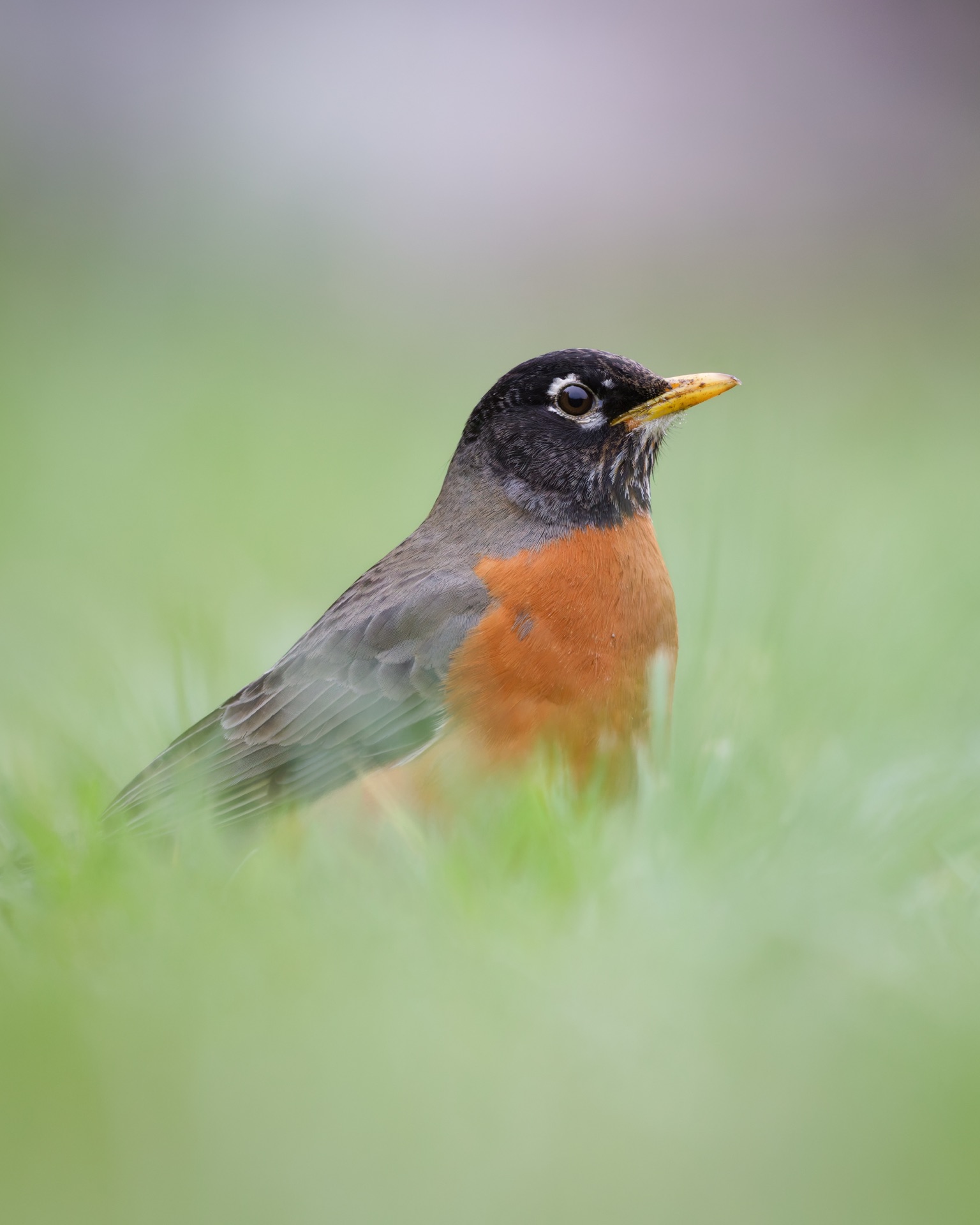 American Robin
