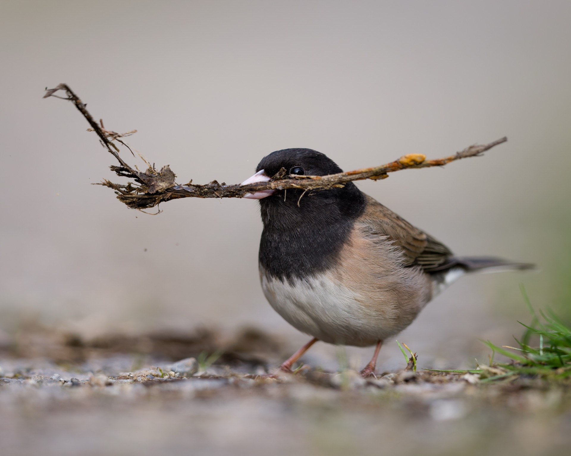 Dark-eyed Junco