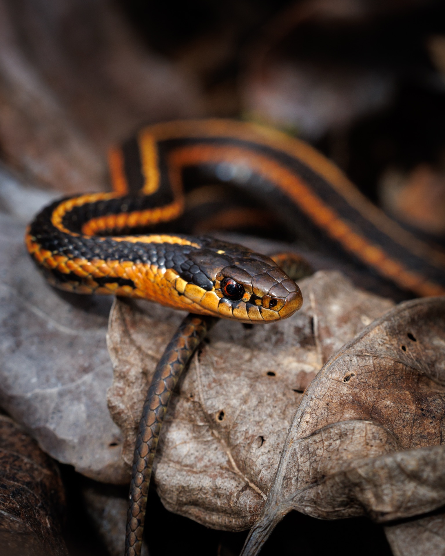 Garter Snake