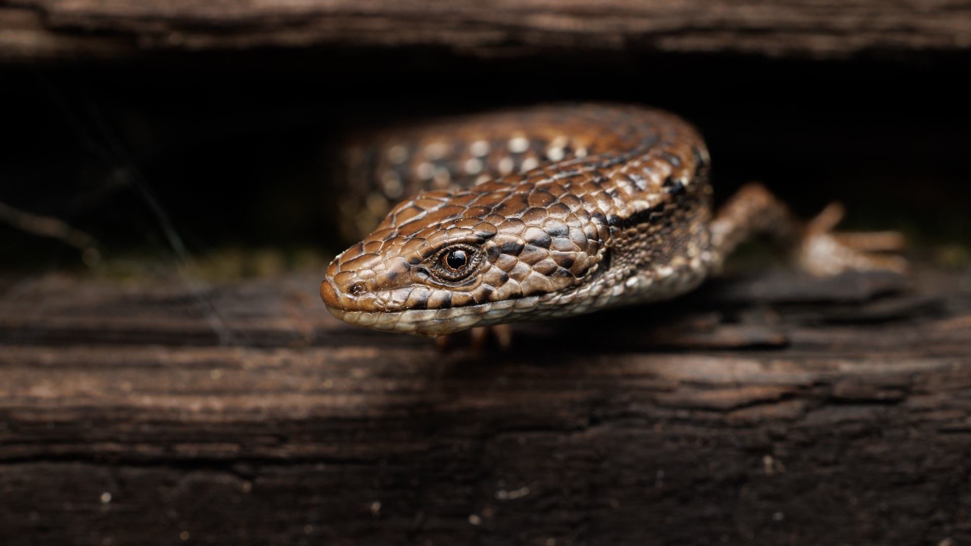 Northern Alligator Lizard