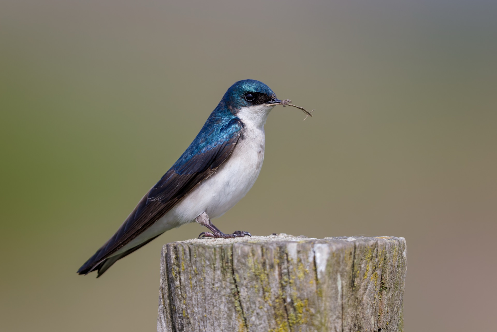 Tree Swallow