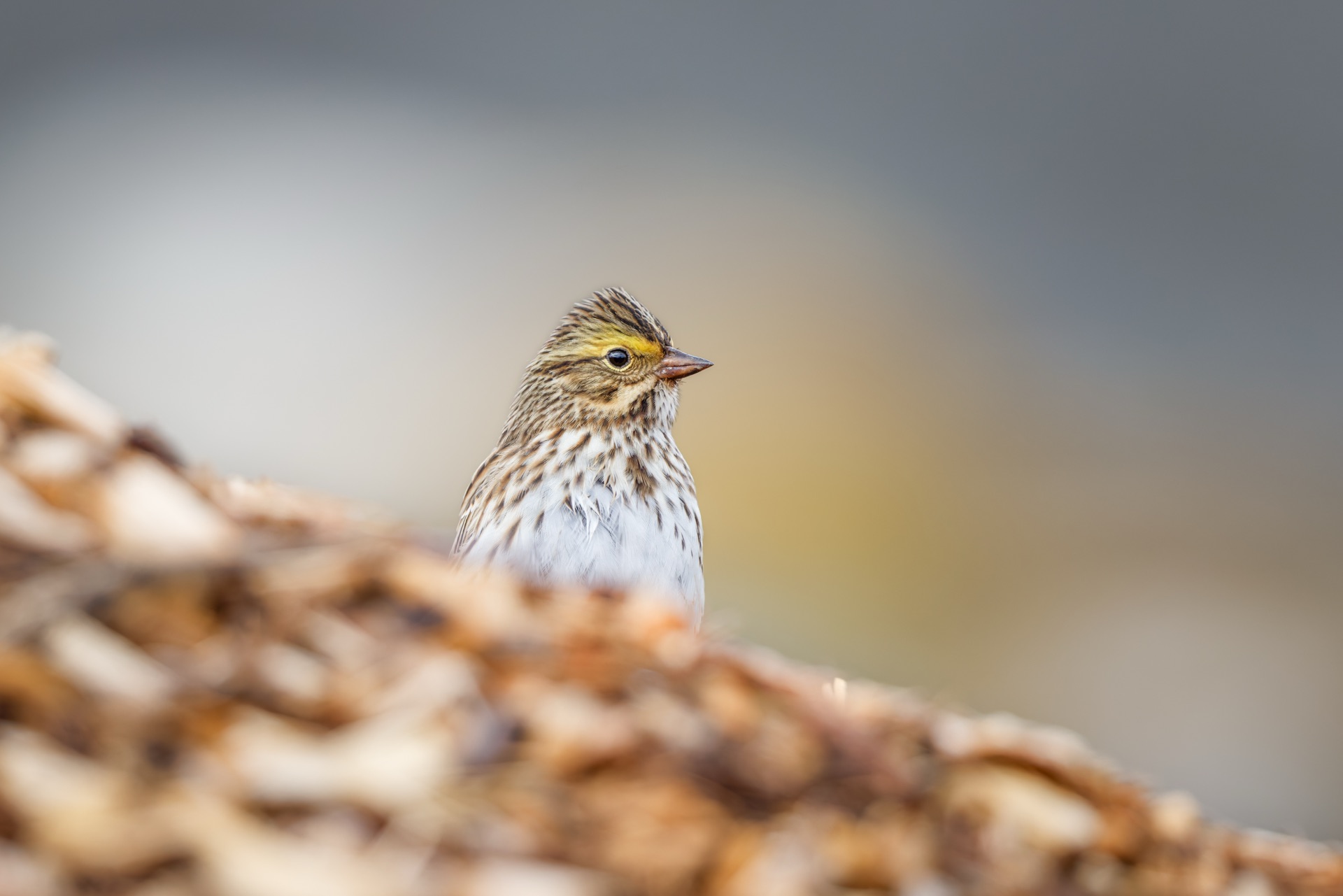 Savannah Sparrow