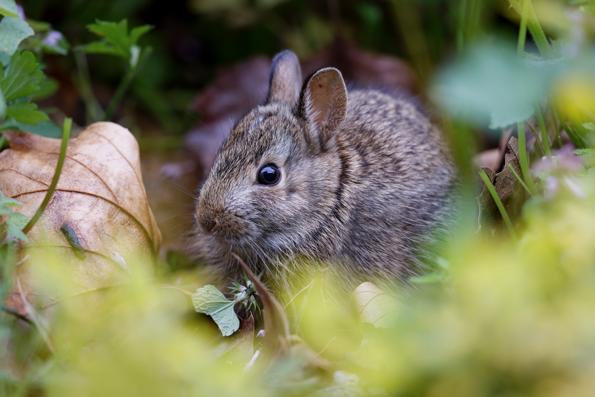 Eastern Cottontail