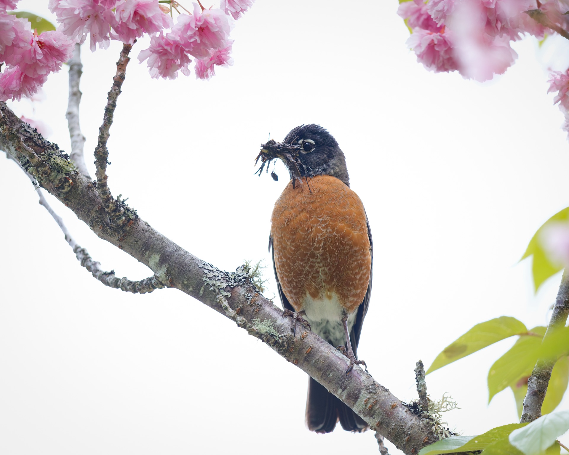 American Robin