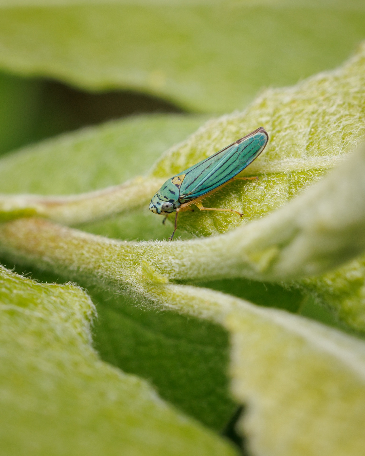 Leafhopper