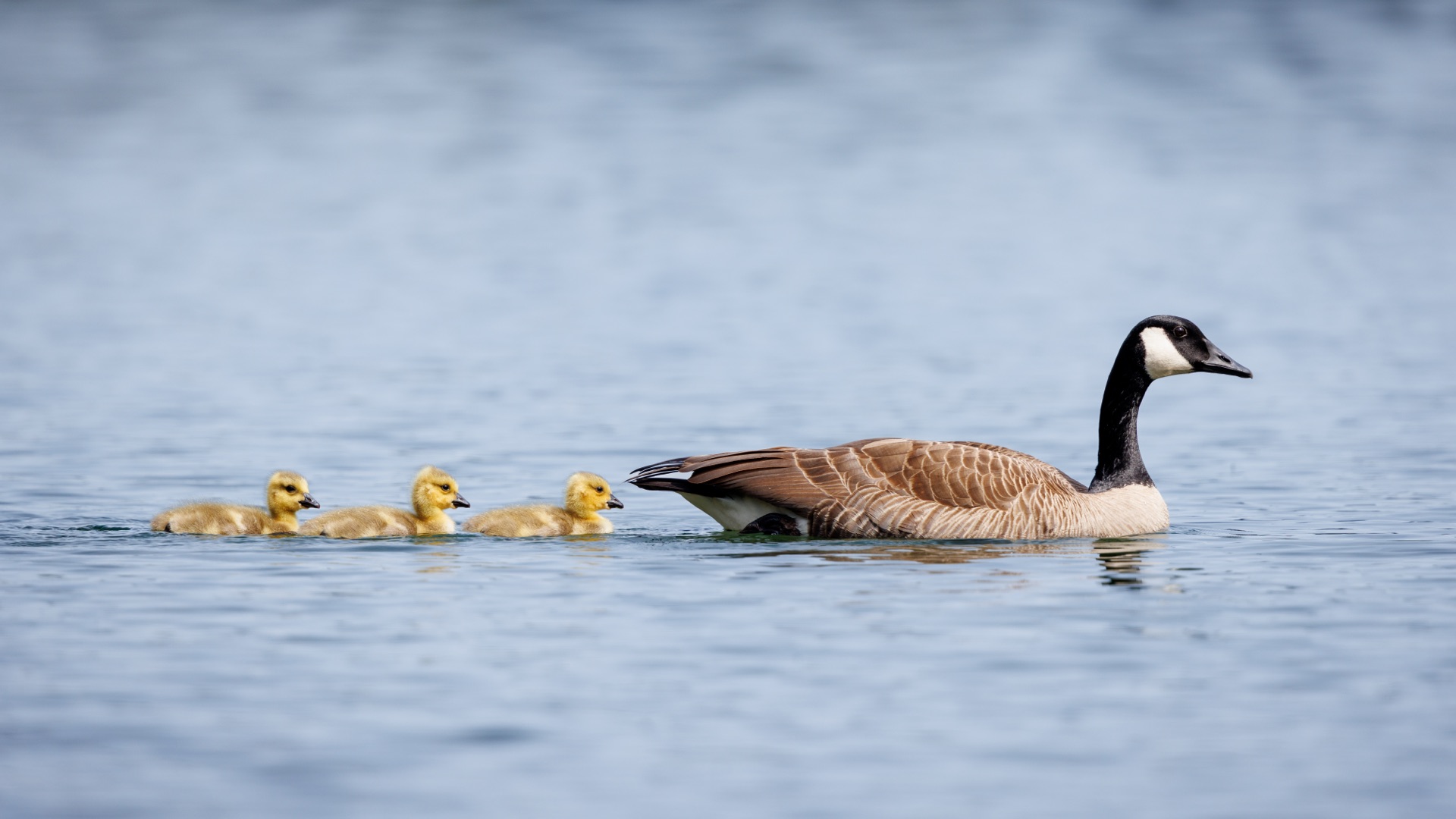 Canada Geese