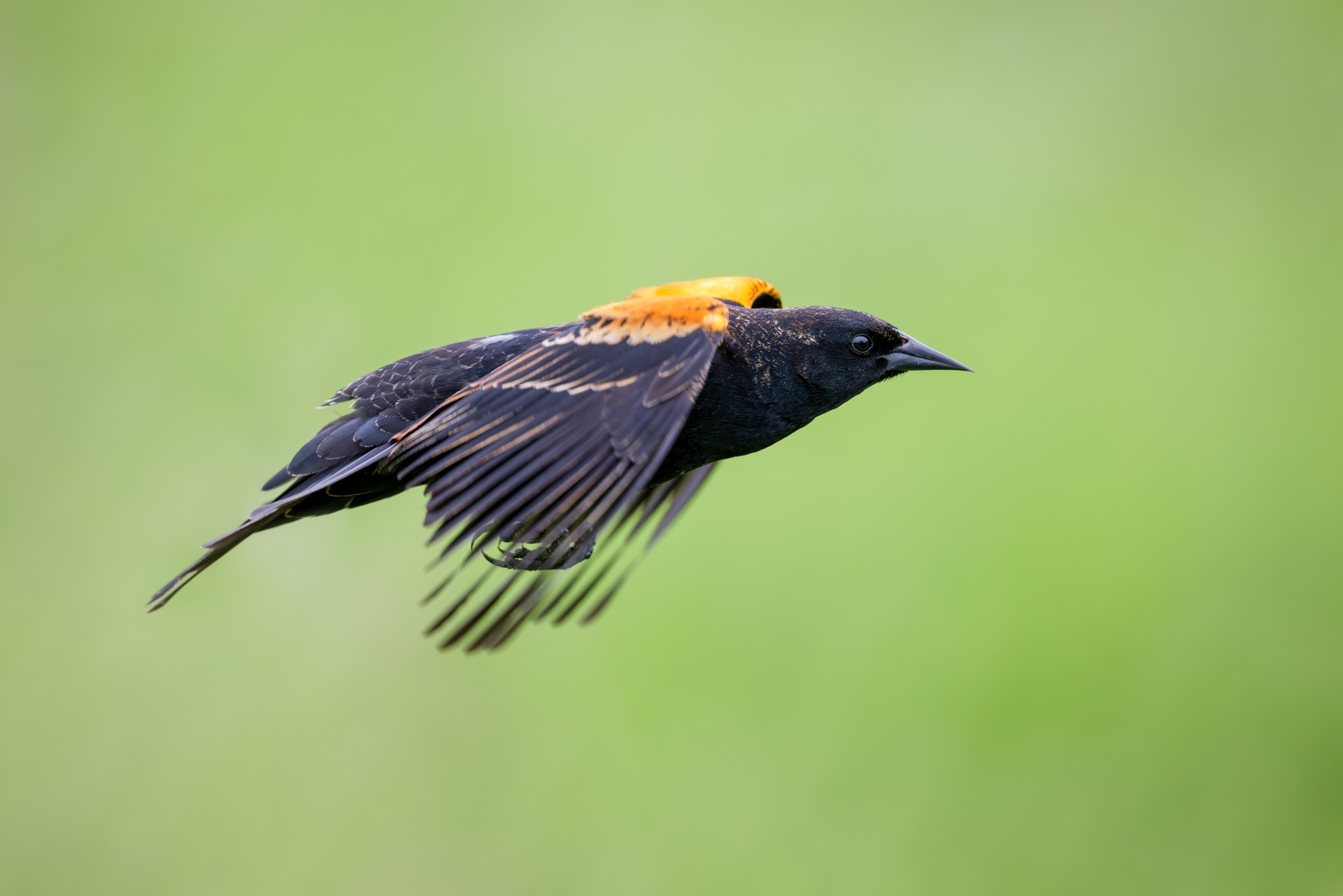 Red-winged Blackbird