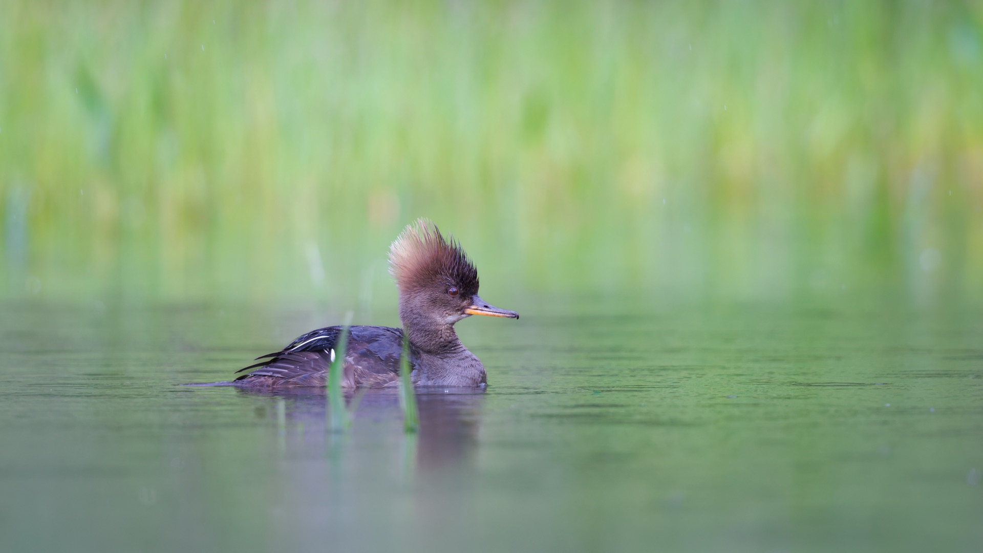 Hooded Merganser