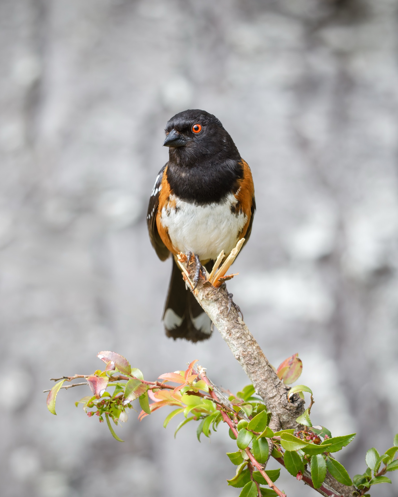 Spotted Towhee