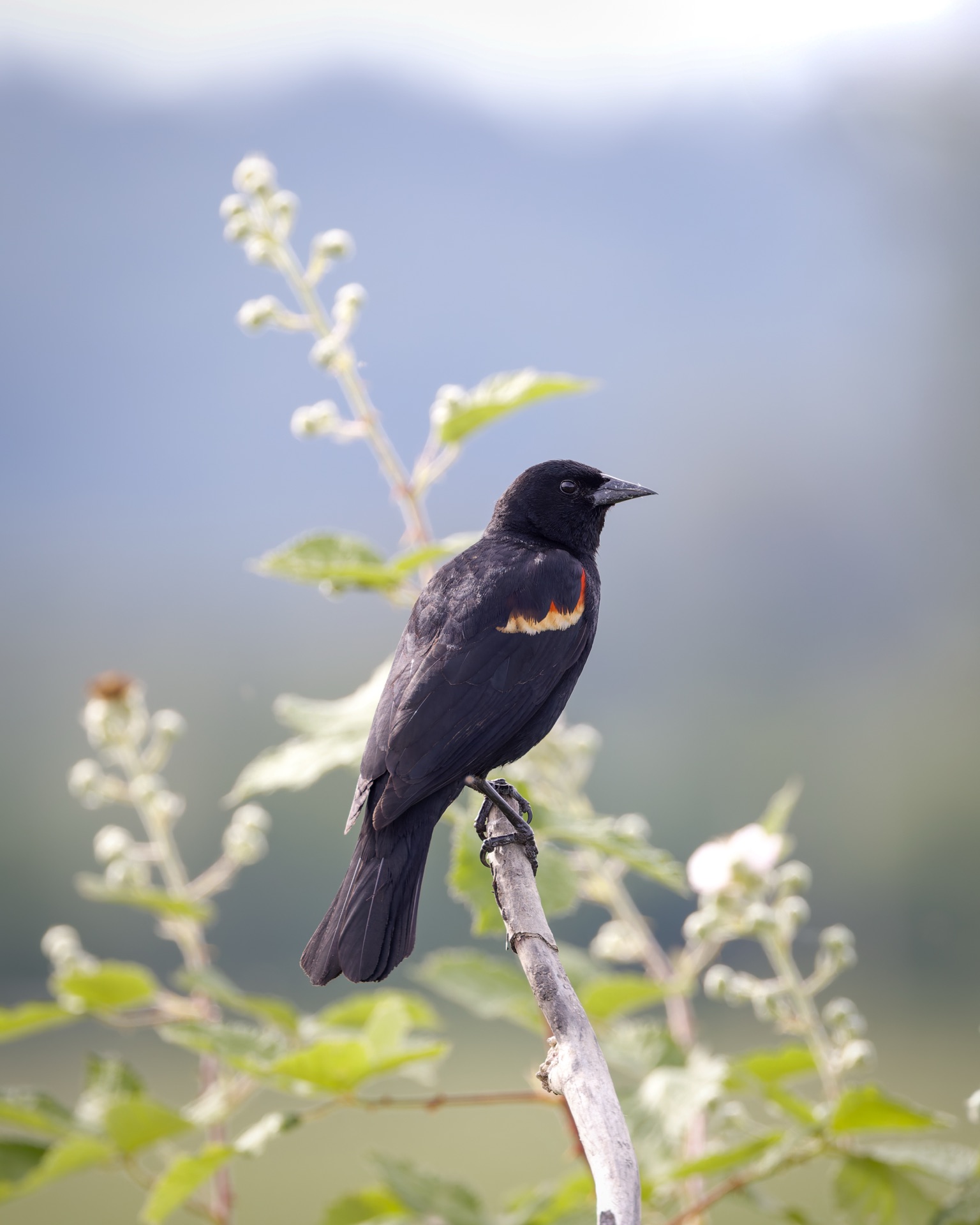 Red-winged Blackbird