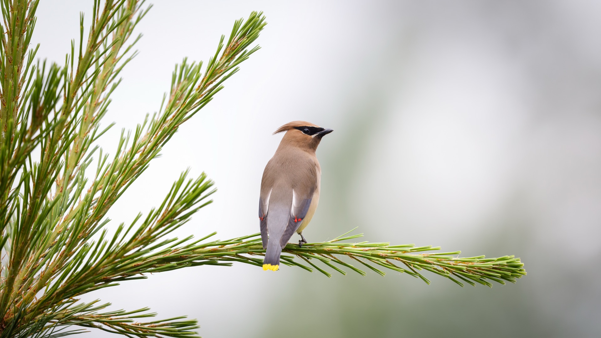 Cedar Waxwing