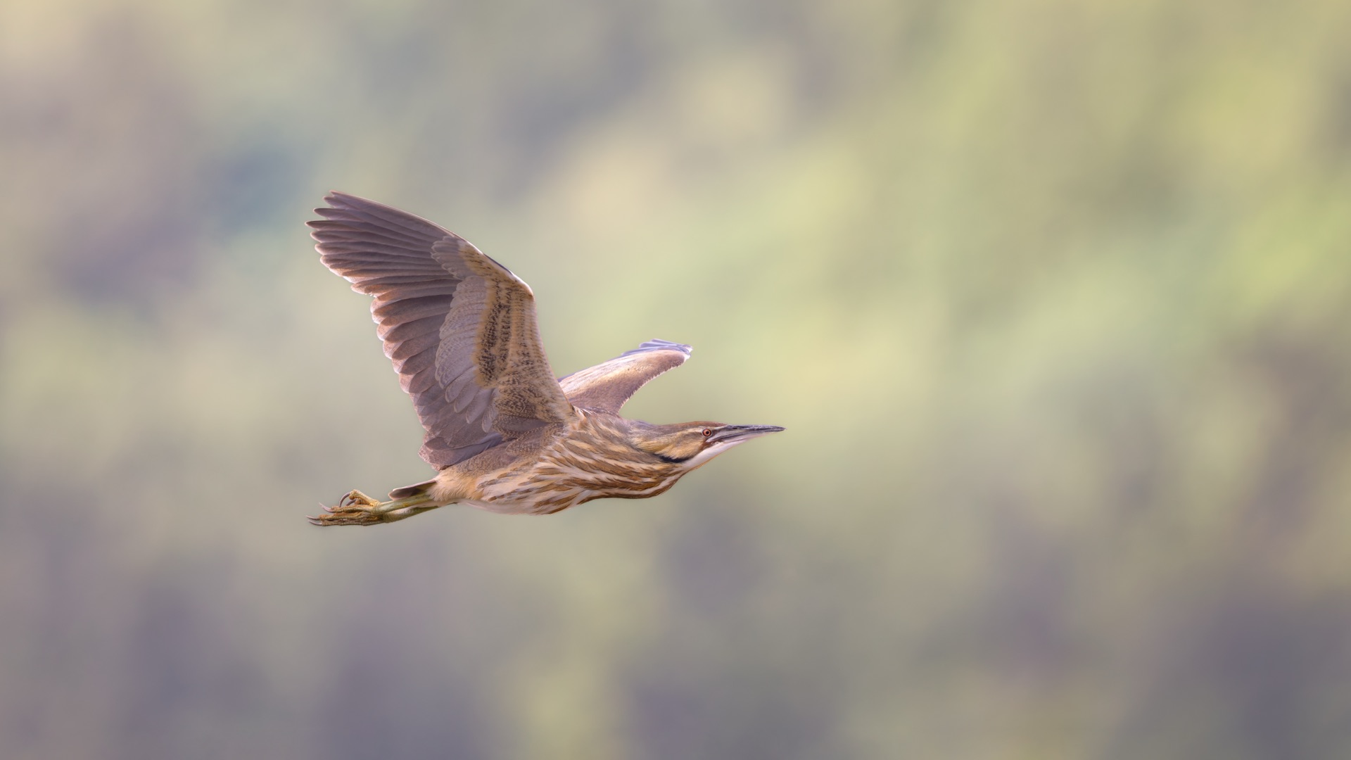 American Bittern