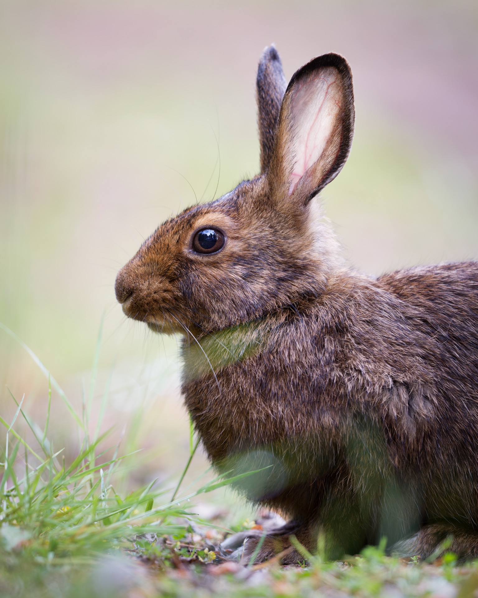 Snowshoe Hare