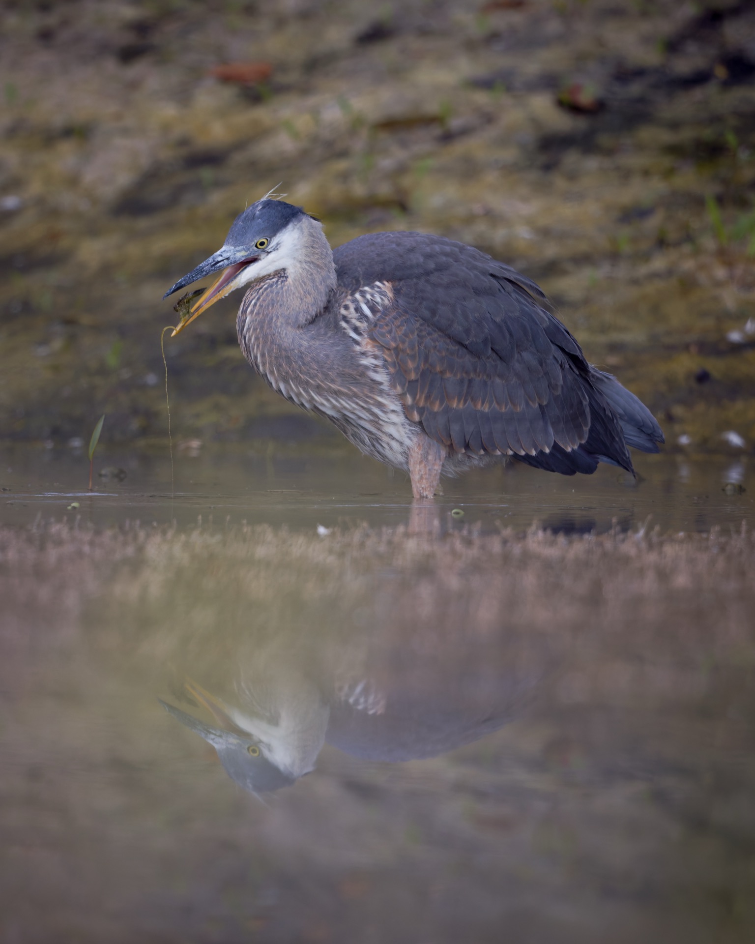 Great Blue Heron