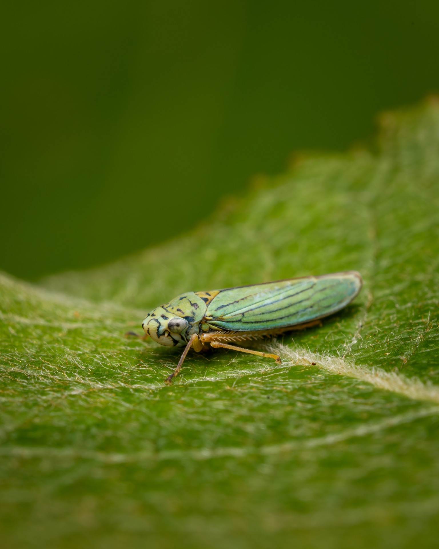 Leafhopper