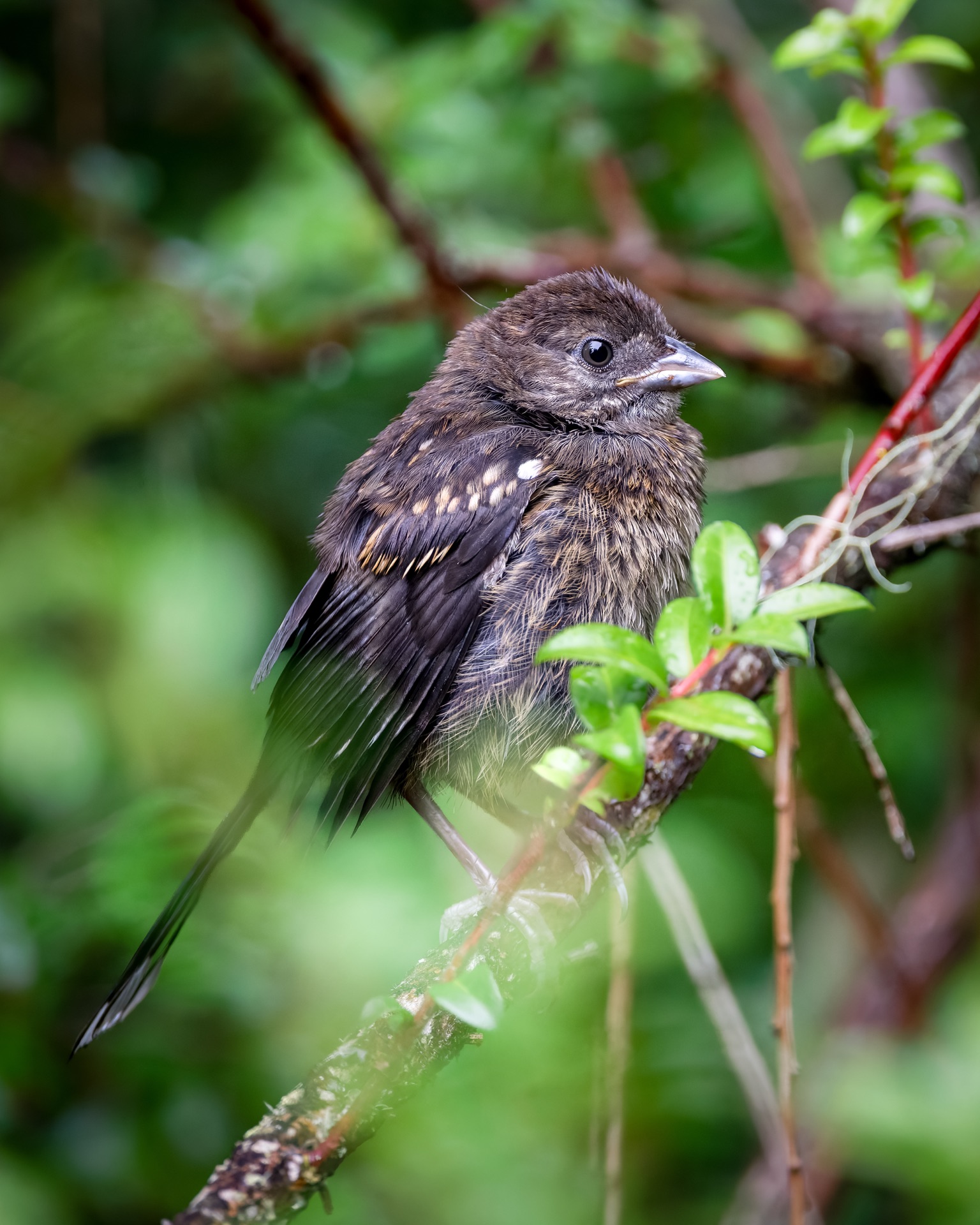 Spotted Towhee