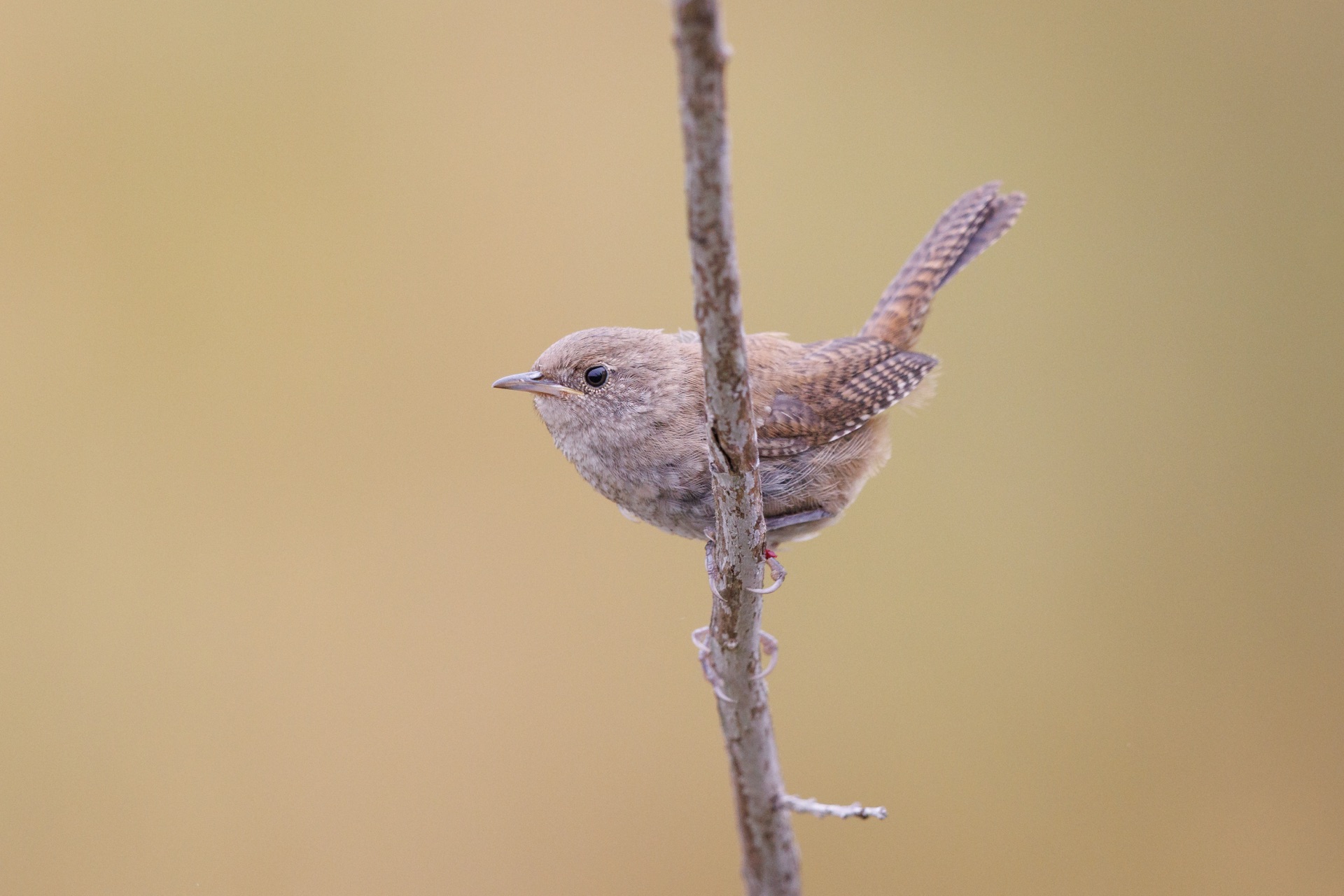 Northern House Wren