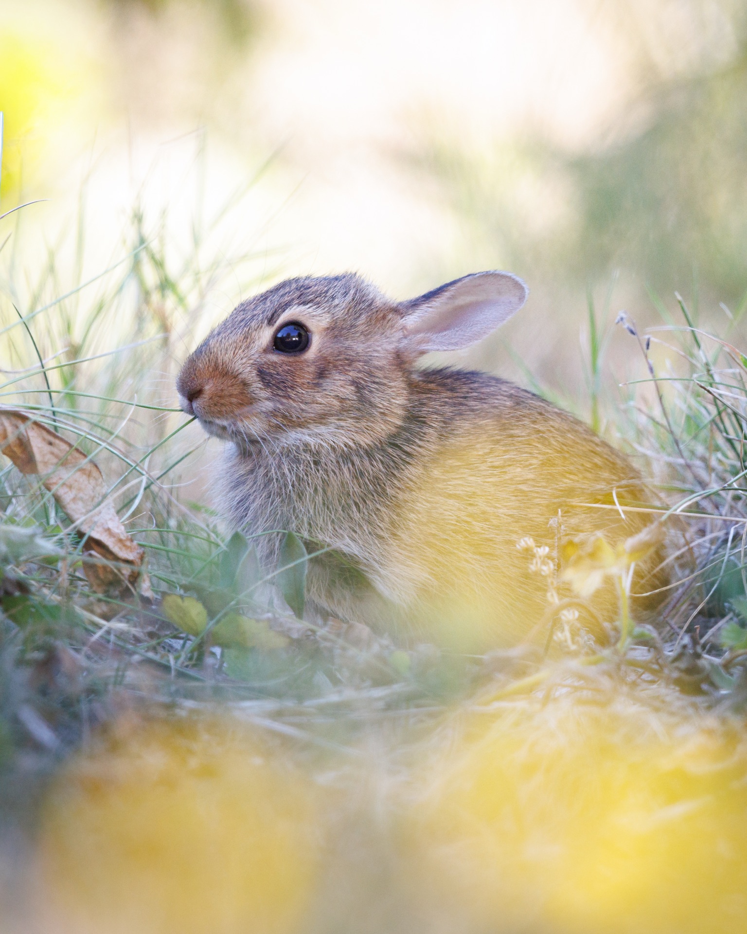 Eastern Cottontail