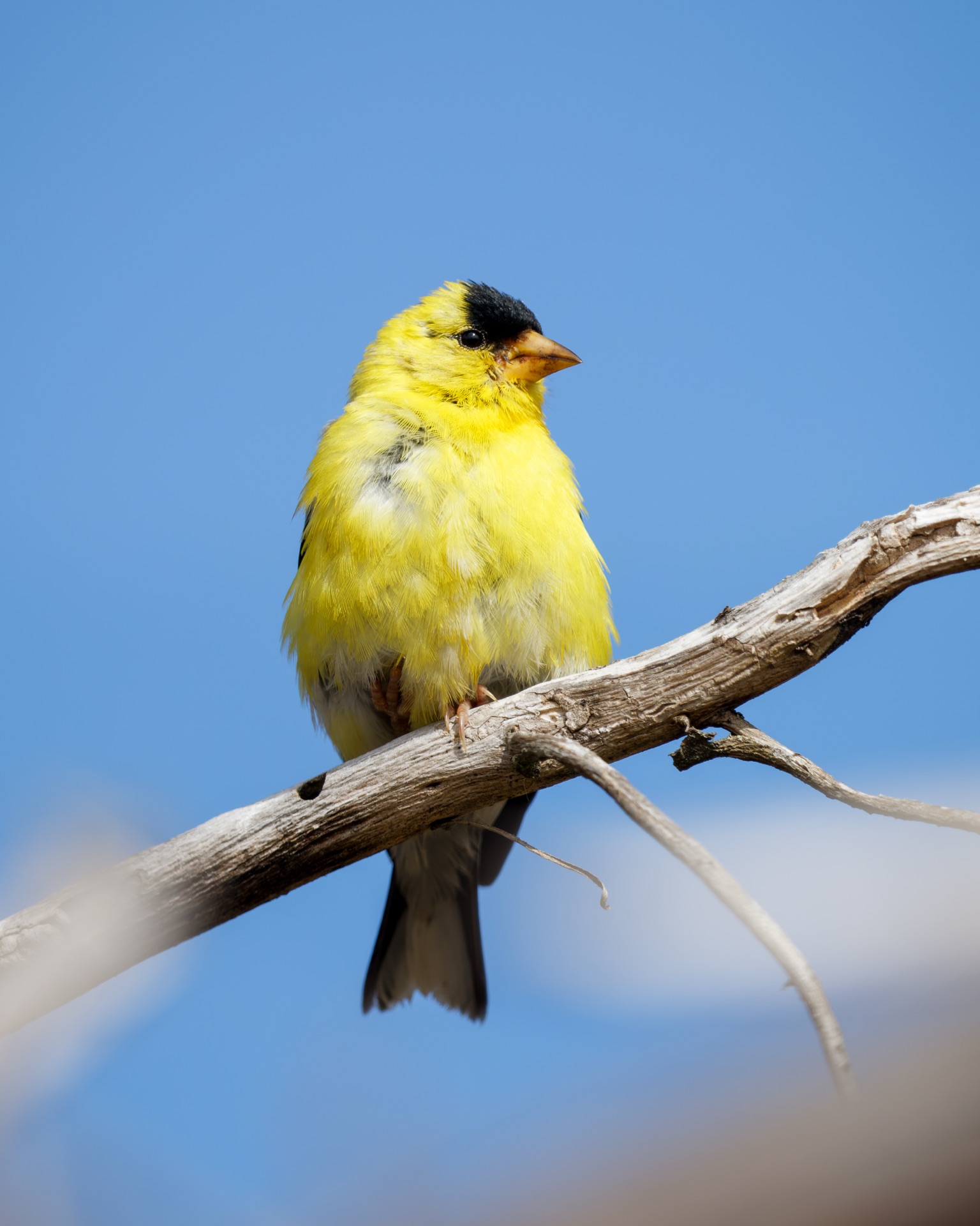 American Goldfinch