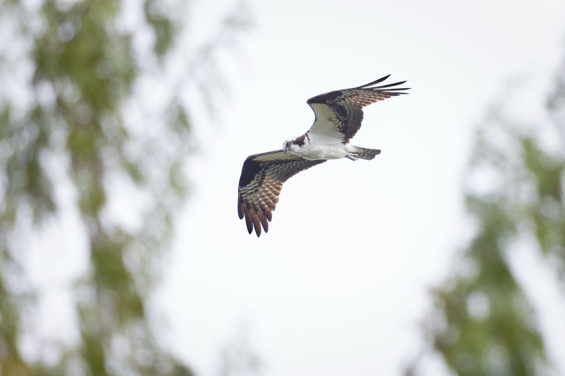Osprey
