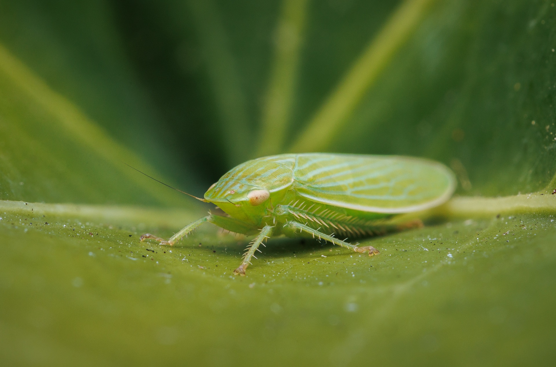 Leafhopper