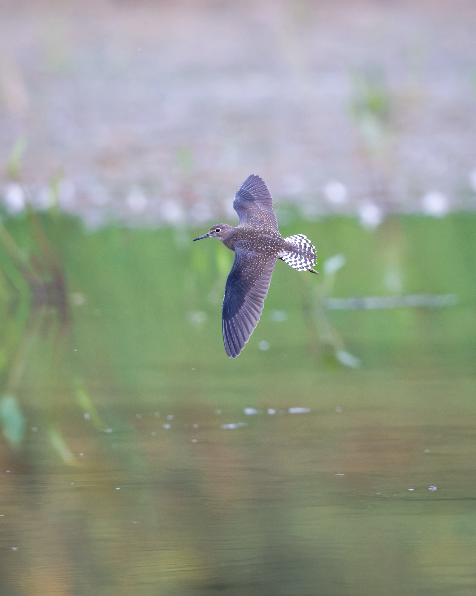 Solitairy Sandpiper