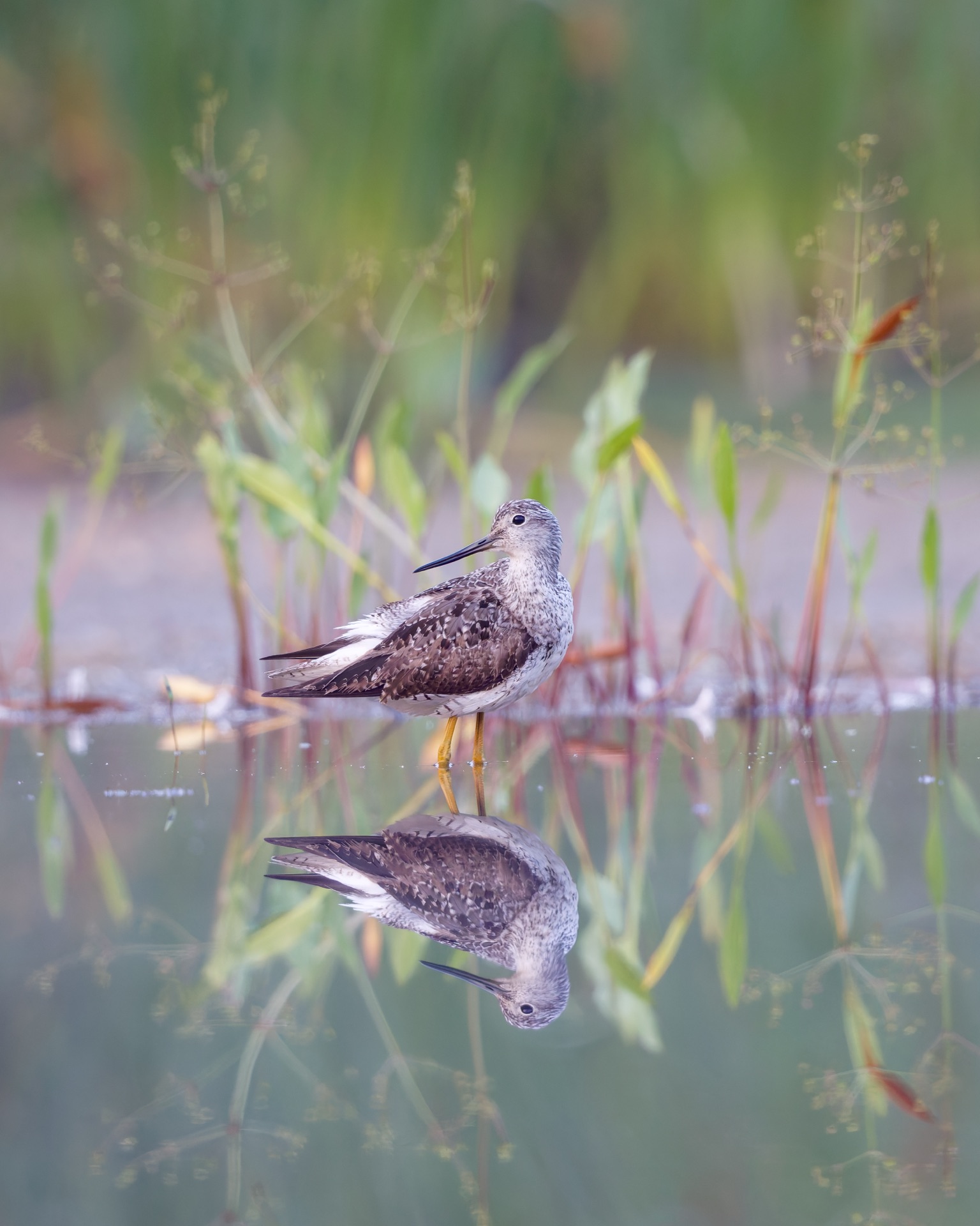 Greater Yellowlegs