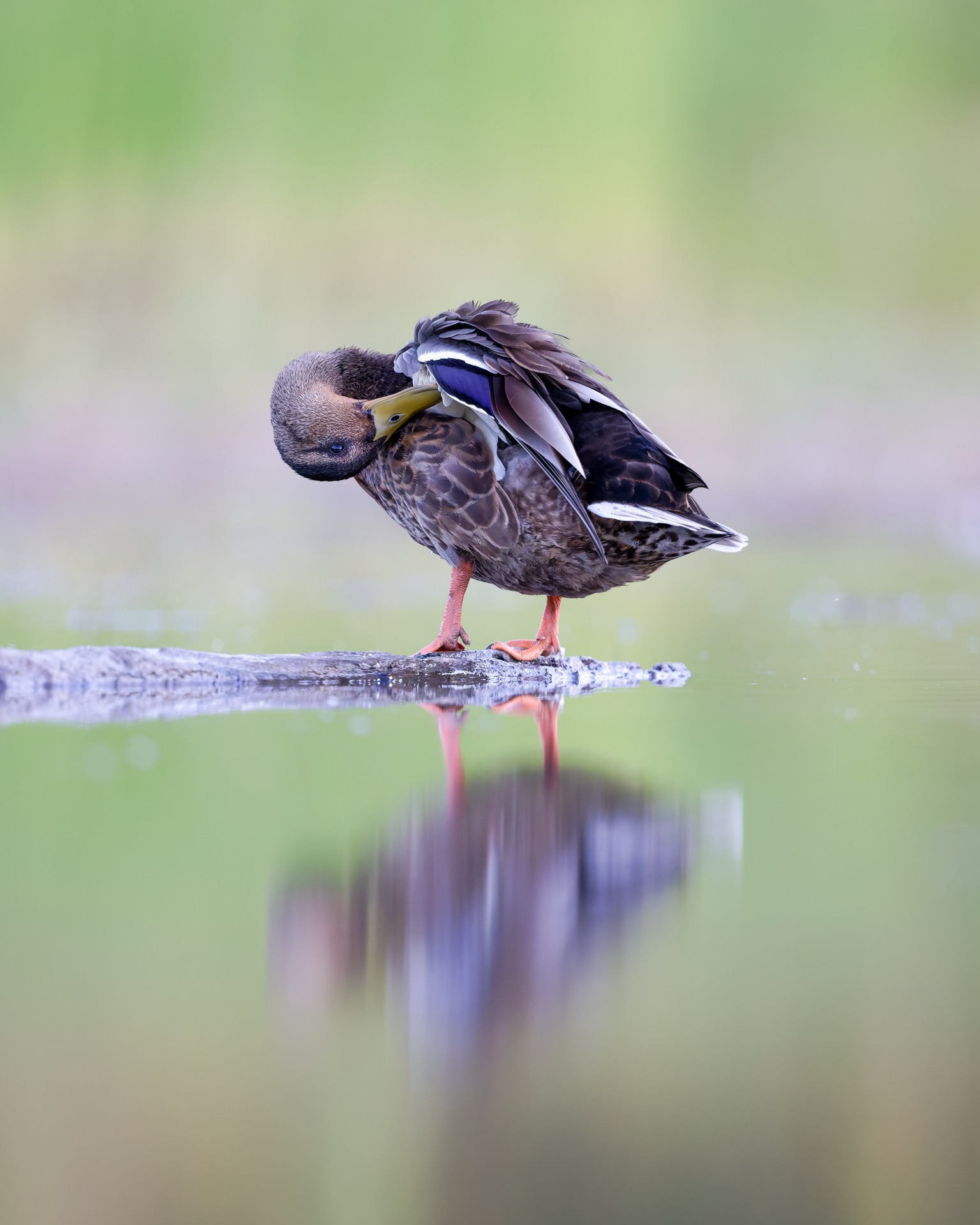 Mallard