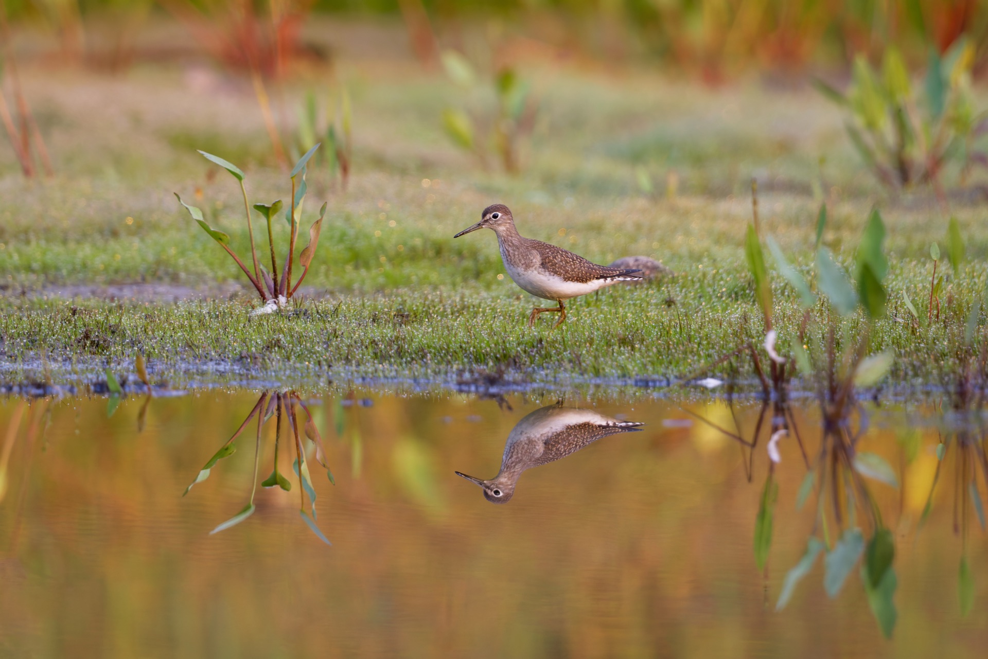 Solitairy Sandpiper