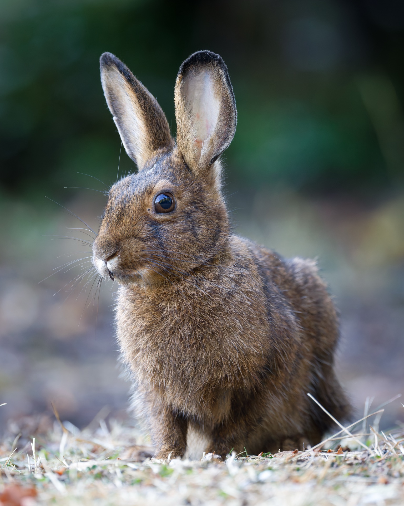 Snowshoe Hare