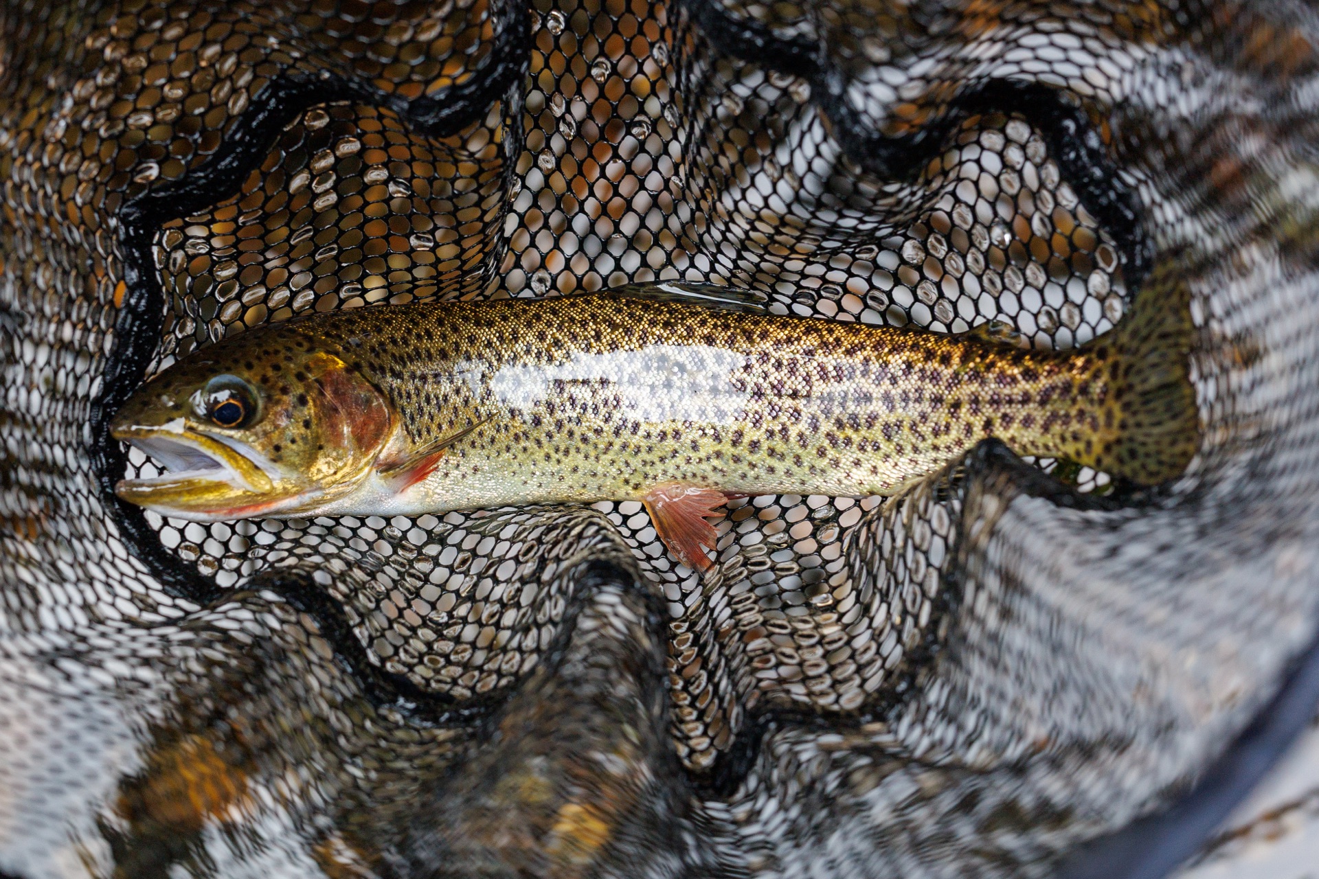 Cutthroat Trout