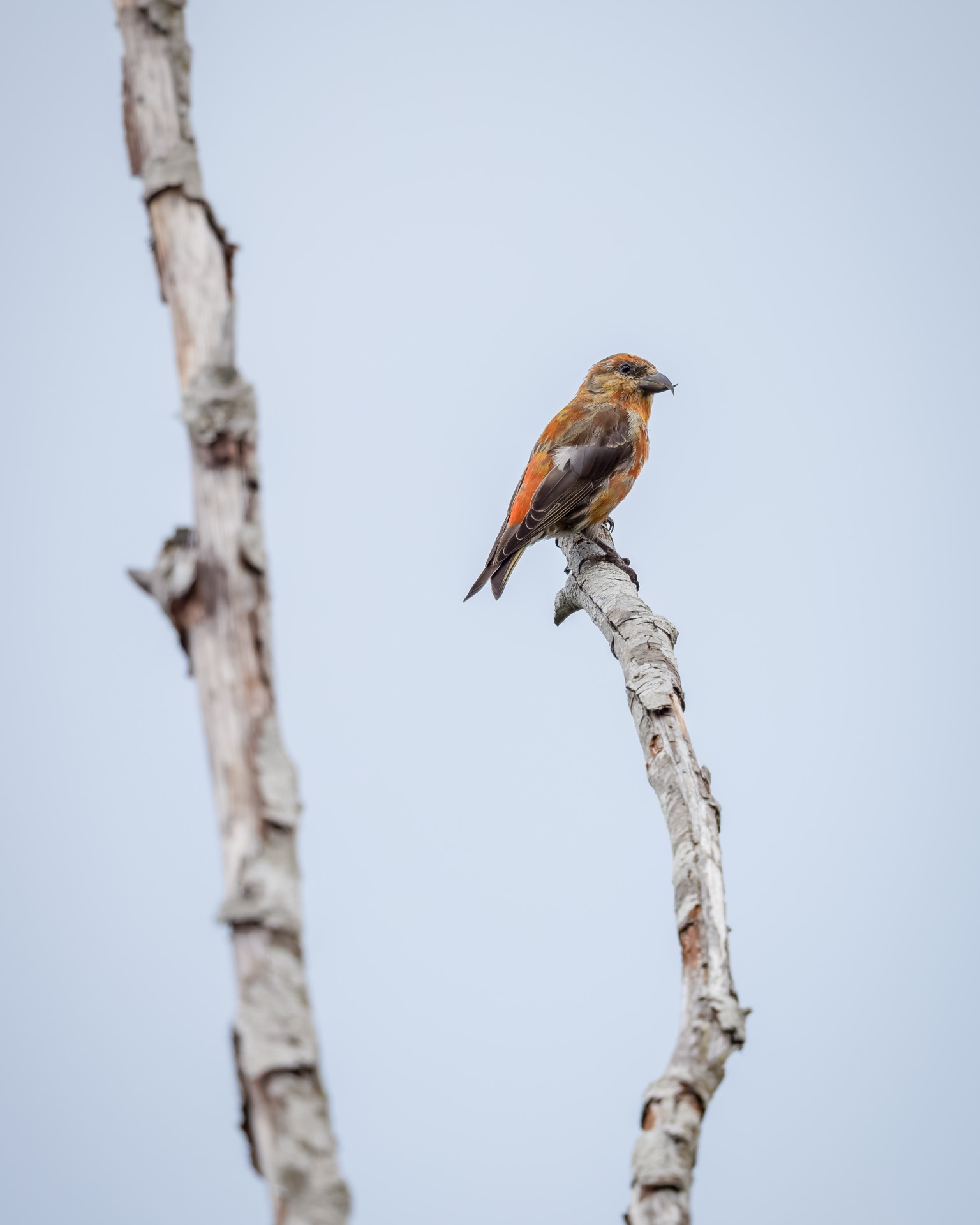 Red Crossbill