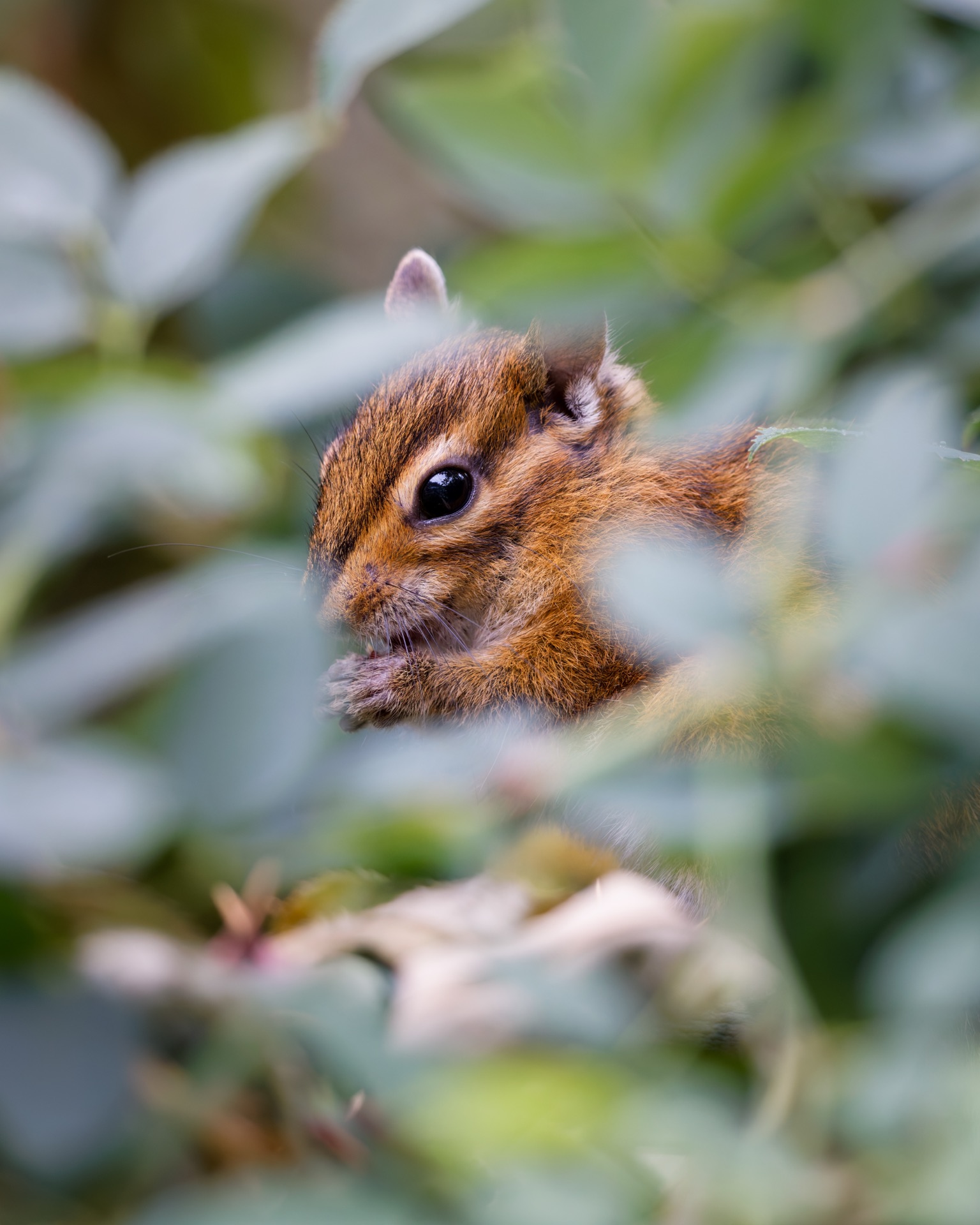 Townsend's Chipmunk