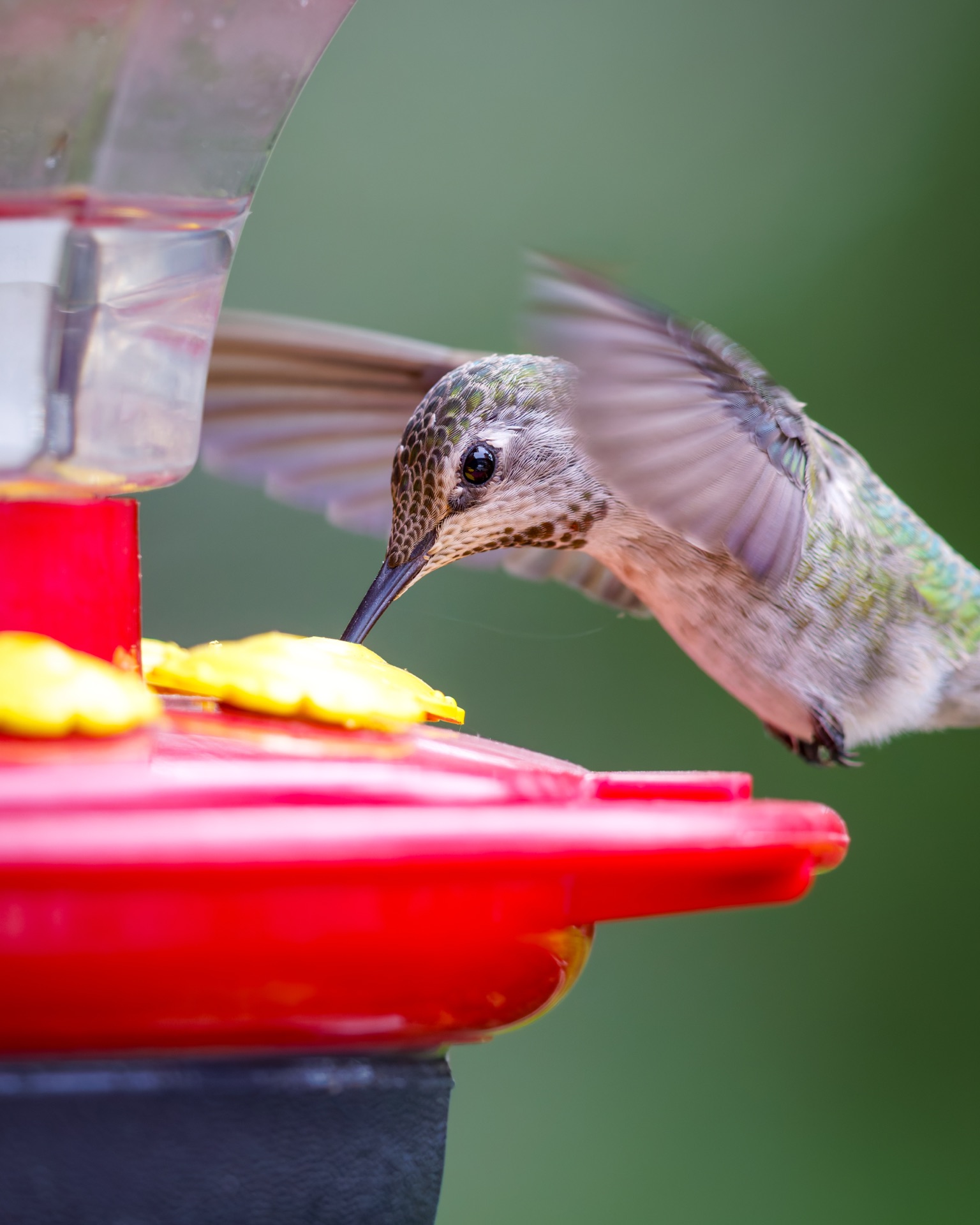 Anna's Hummingbird