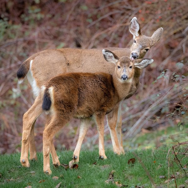 Mule Deer