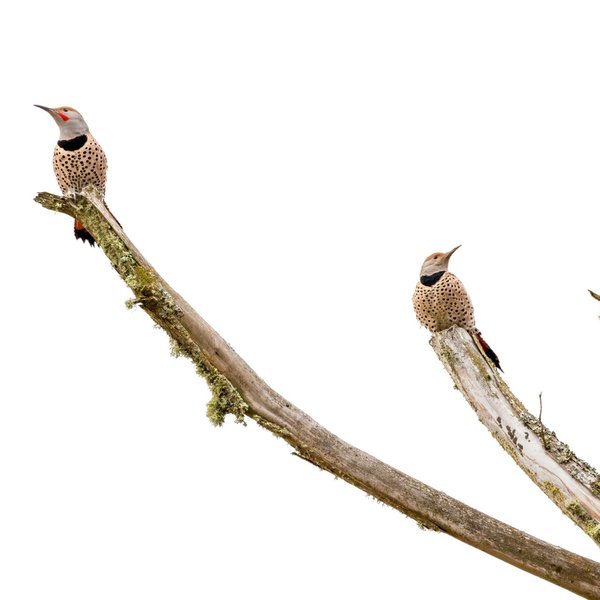 Northern Flicker