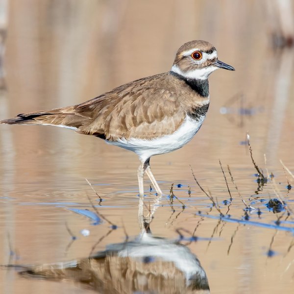 Killdeer